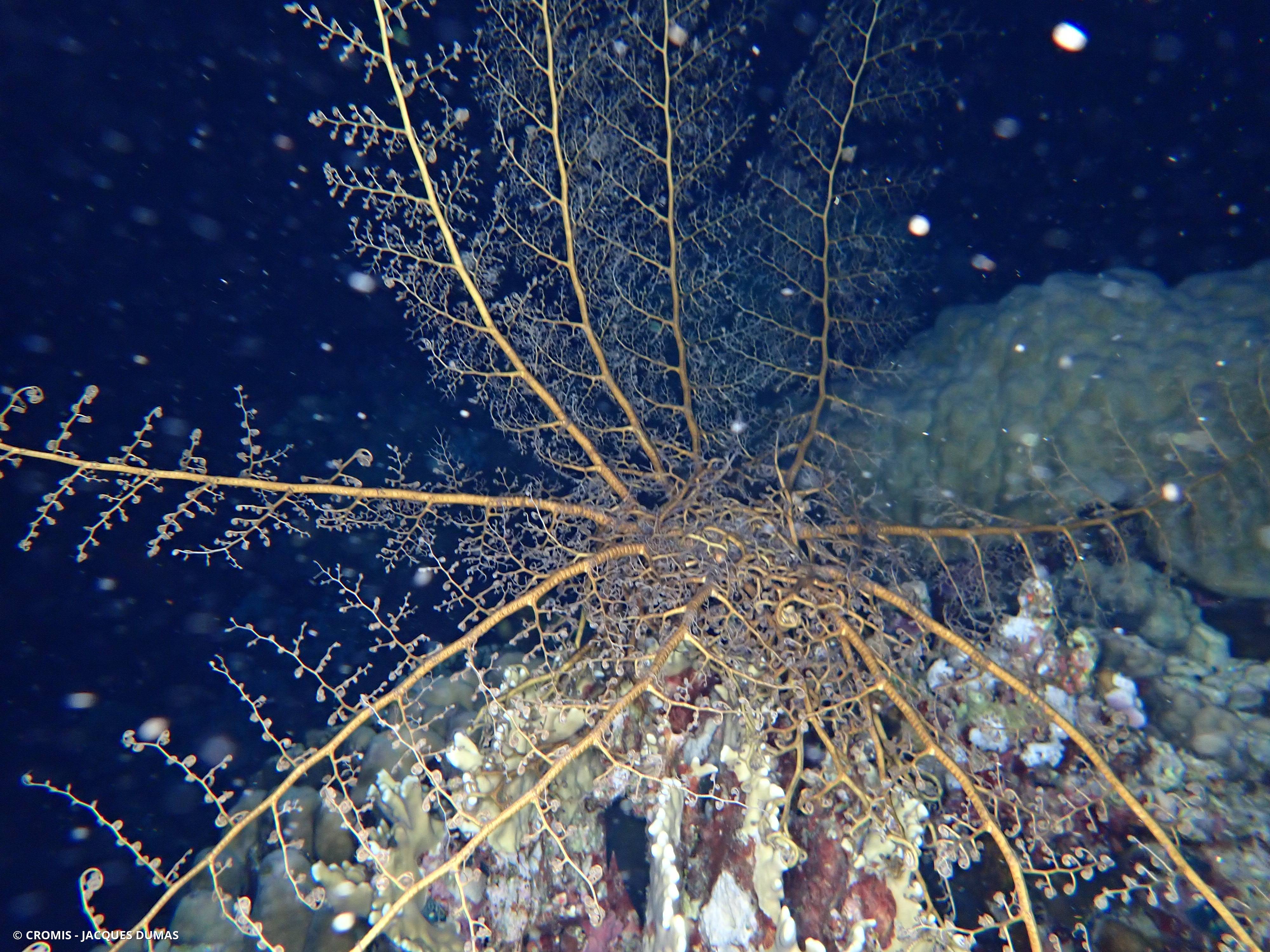 Gorgonocéphale géant