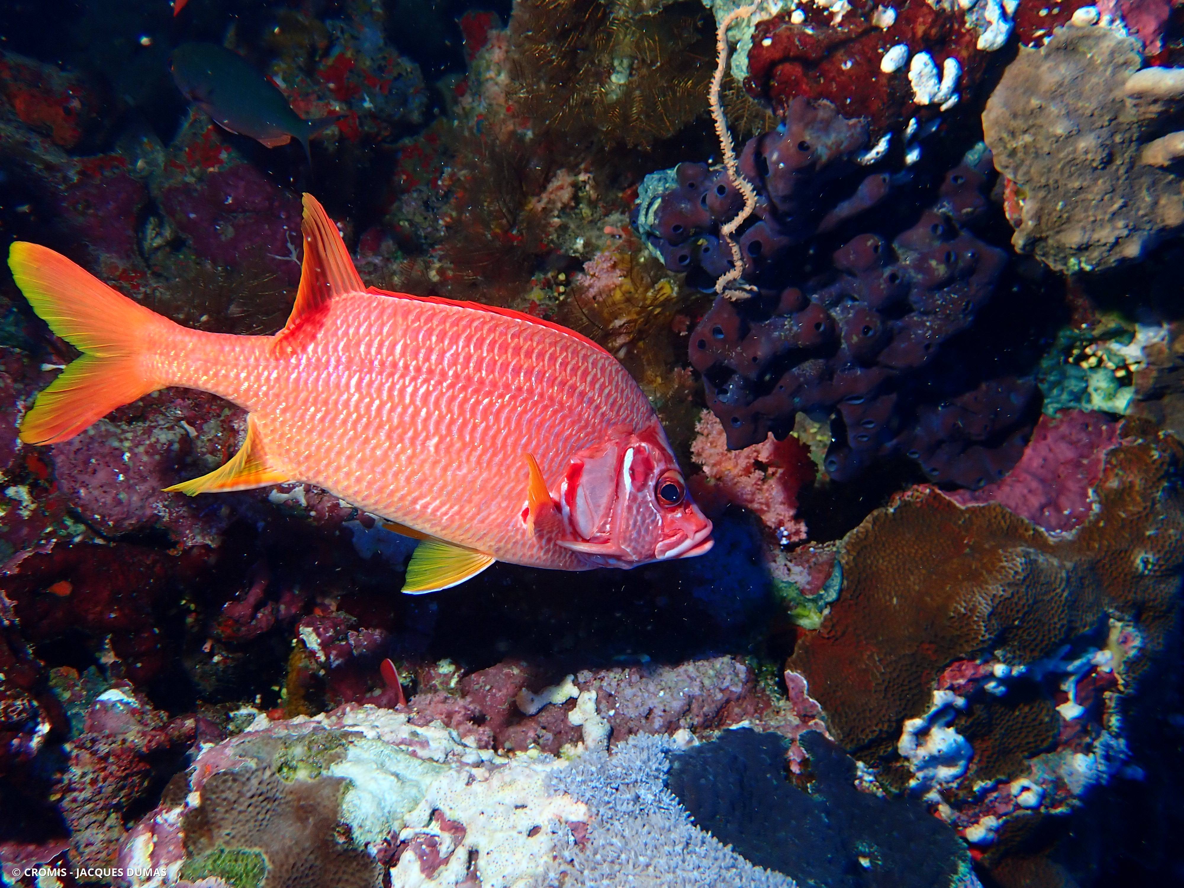 Poisson-écureuil géant