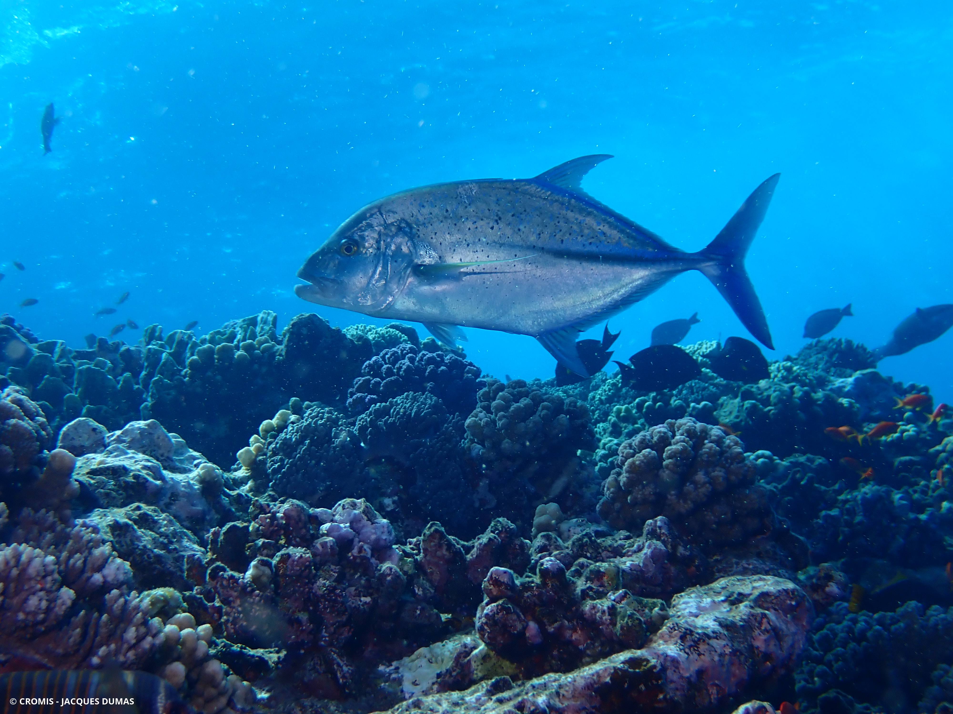 Carangue bleue
