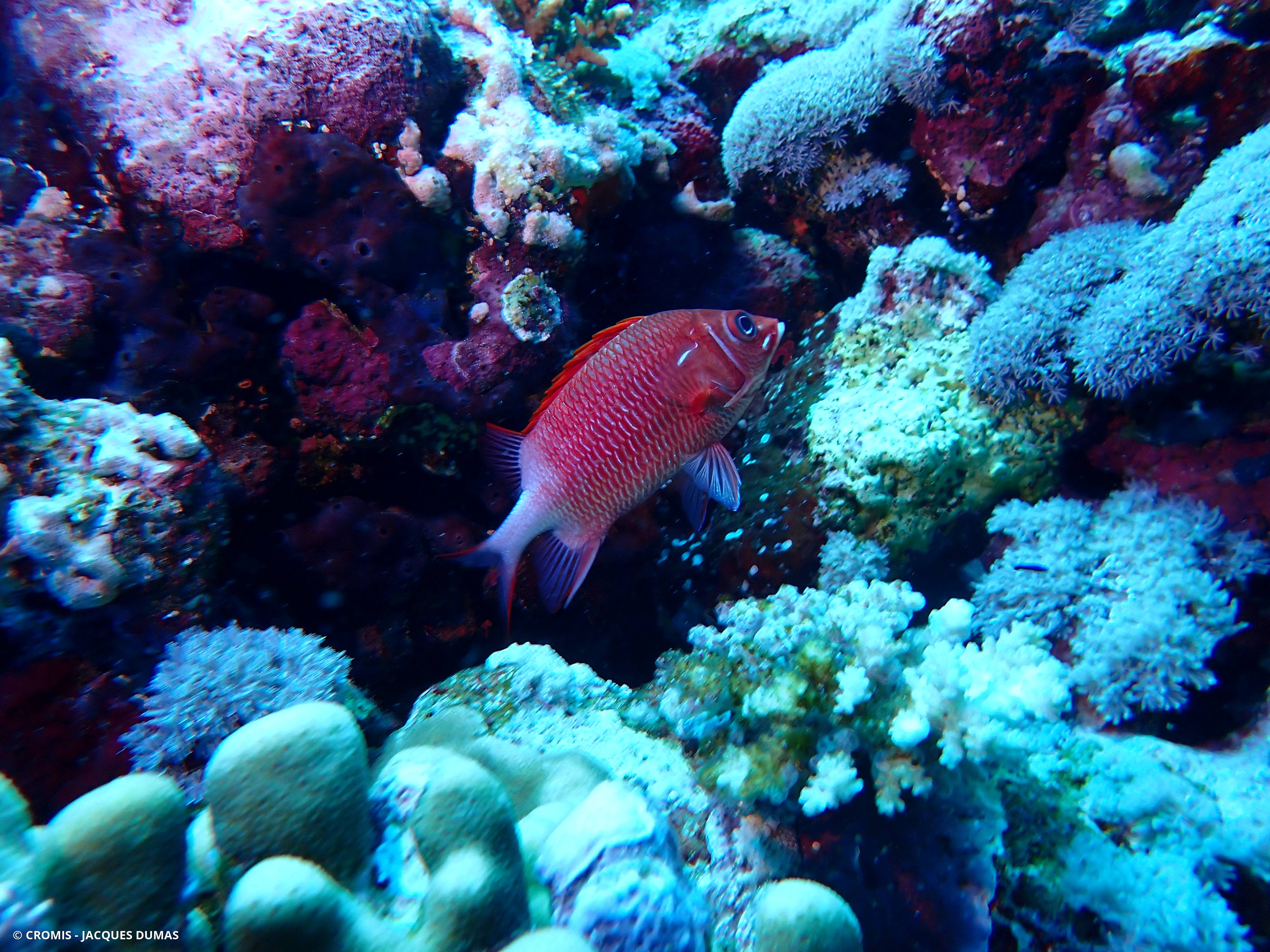 Poisson-écureuil tahitien