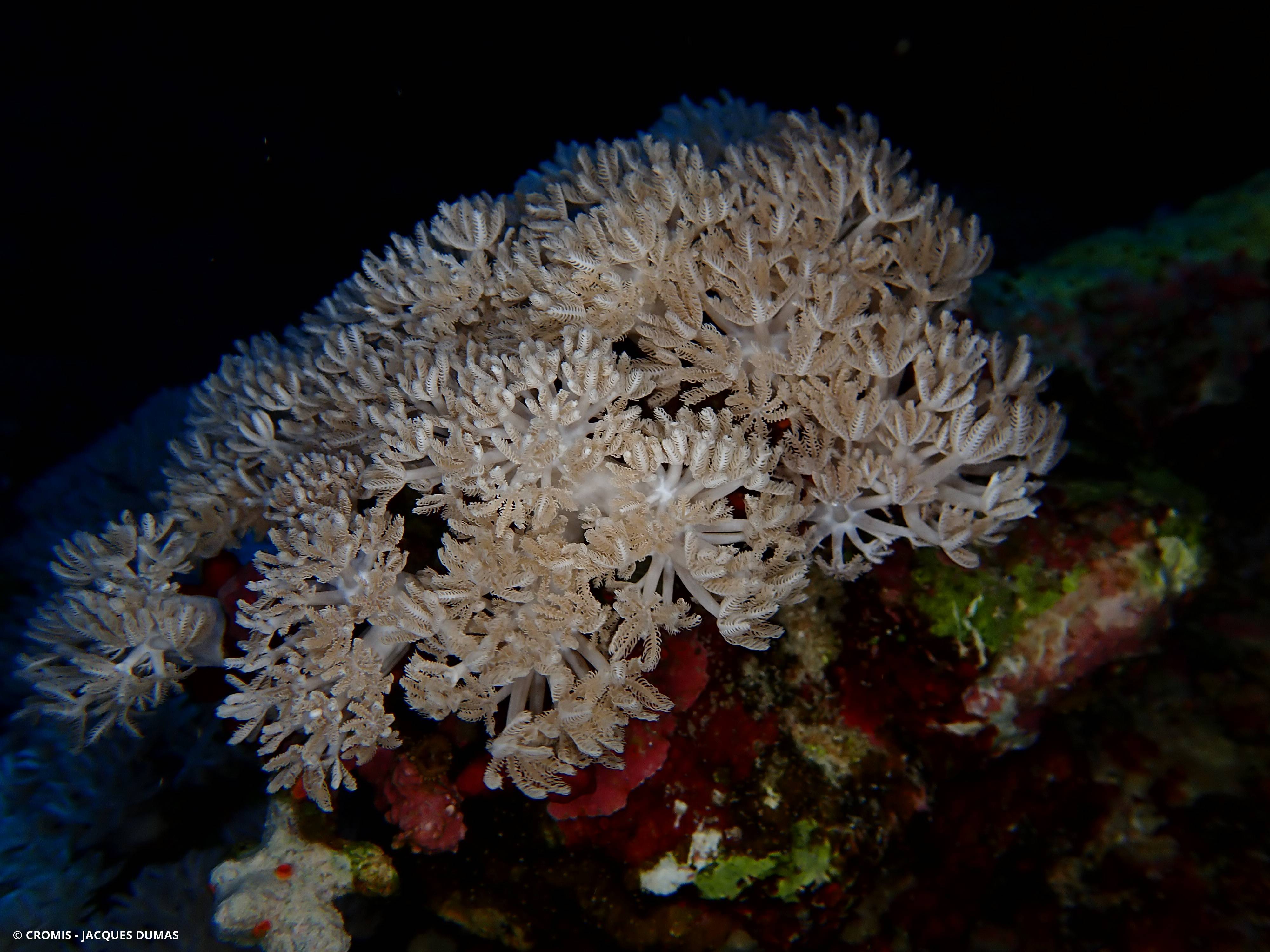 Corail plume d'autruche