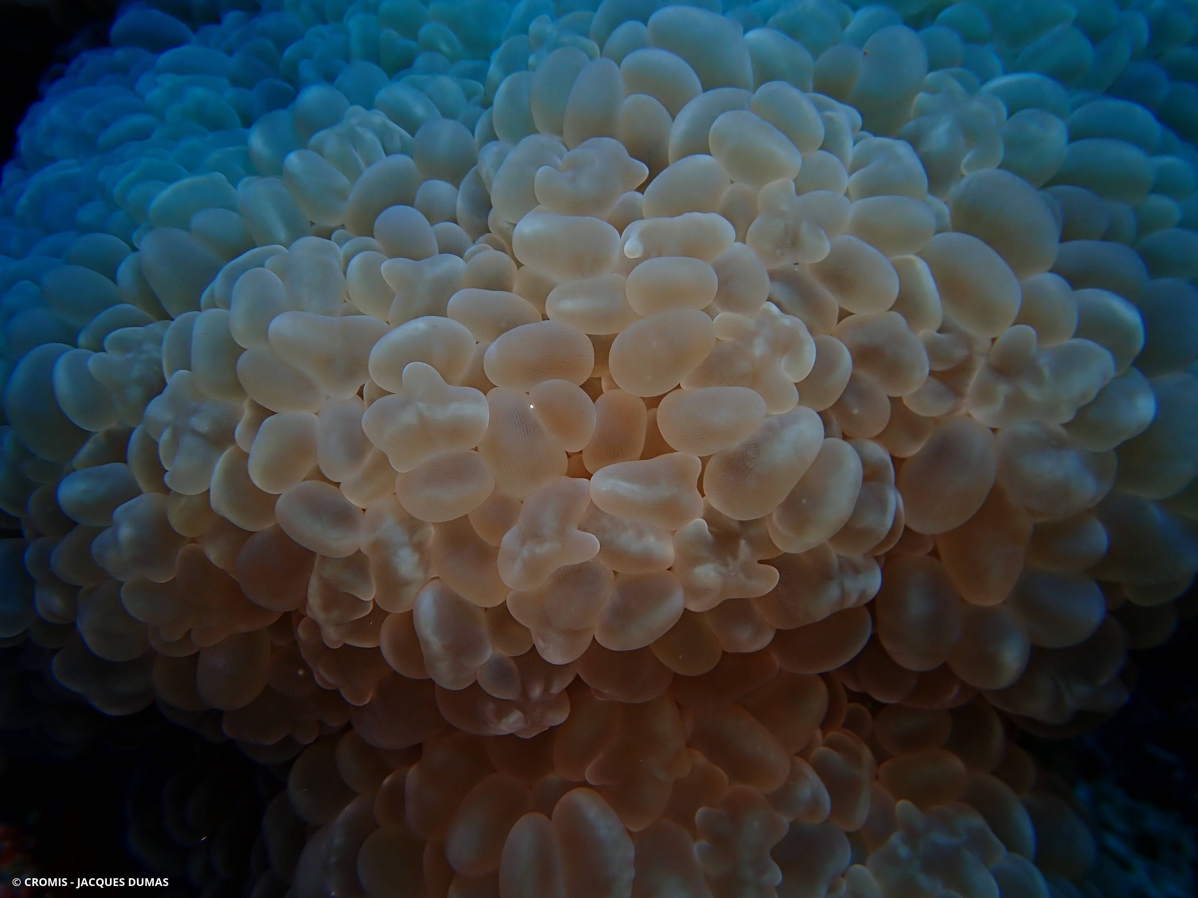 Corail à bulles sinueux