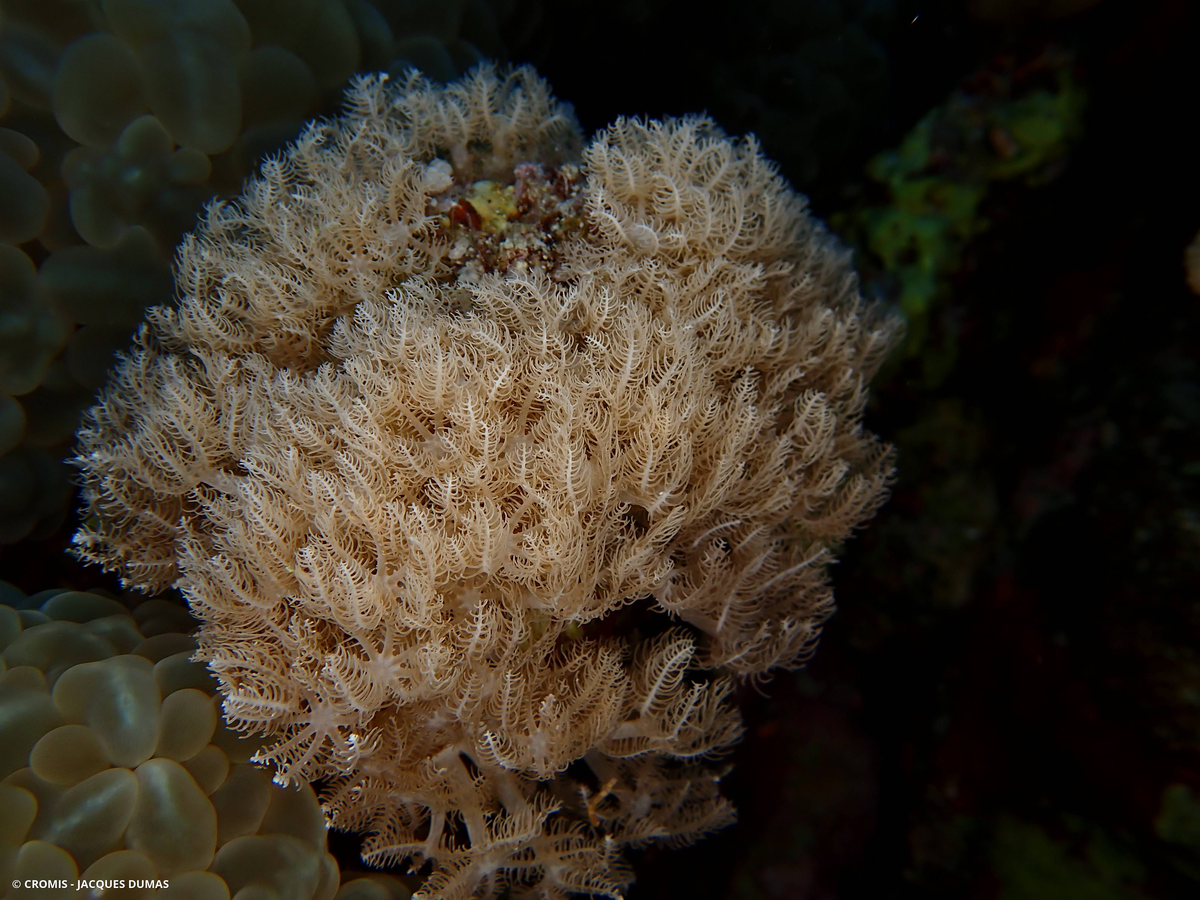 Alcyonaire glauque