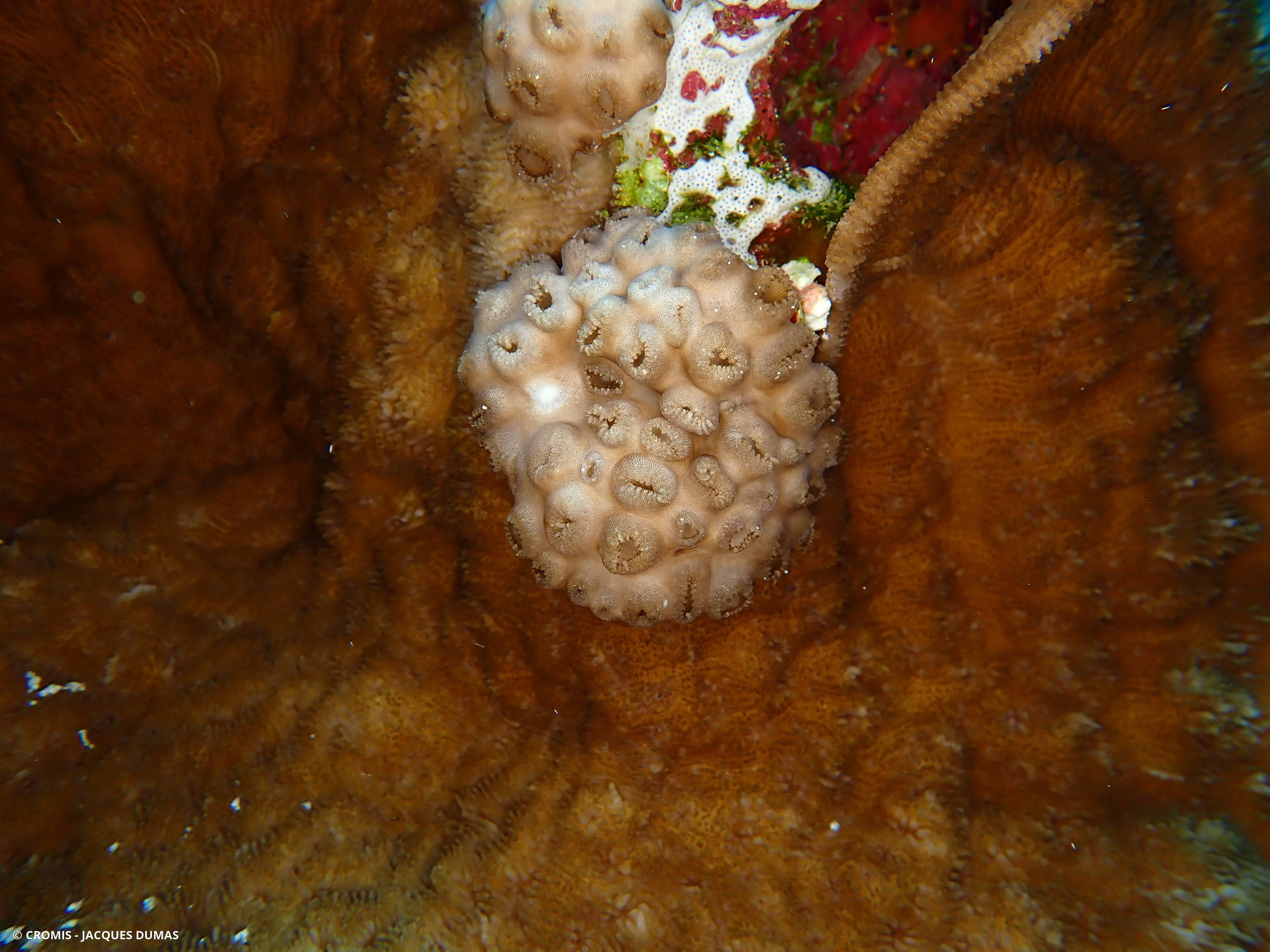 Zoanthaire tuberculé