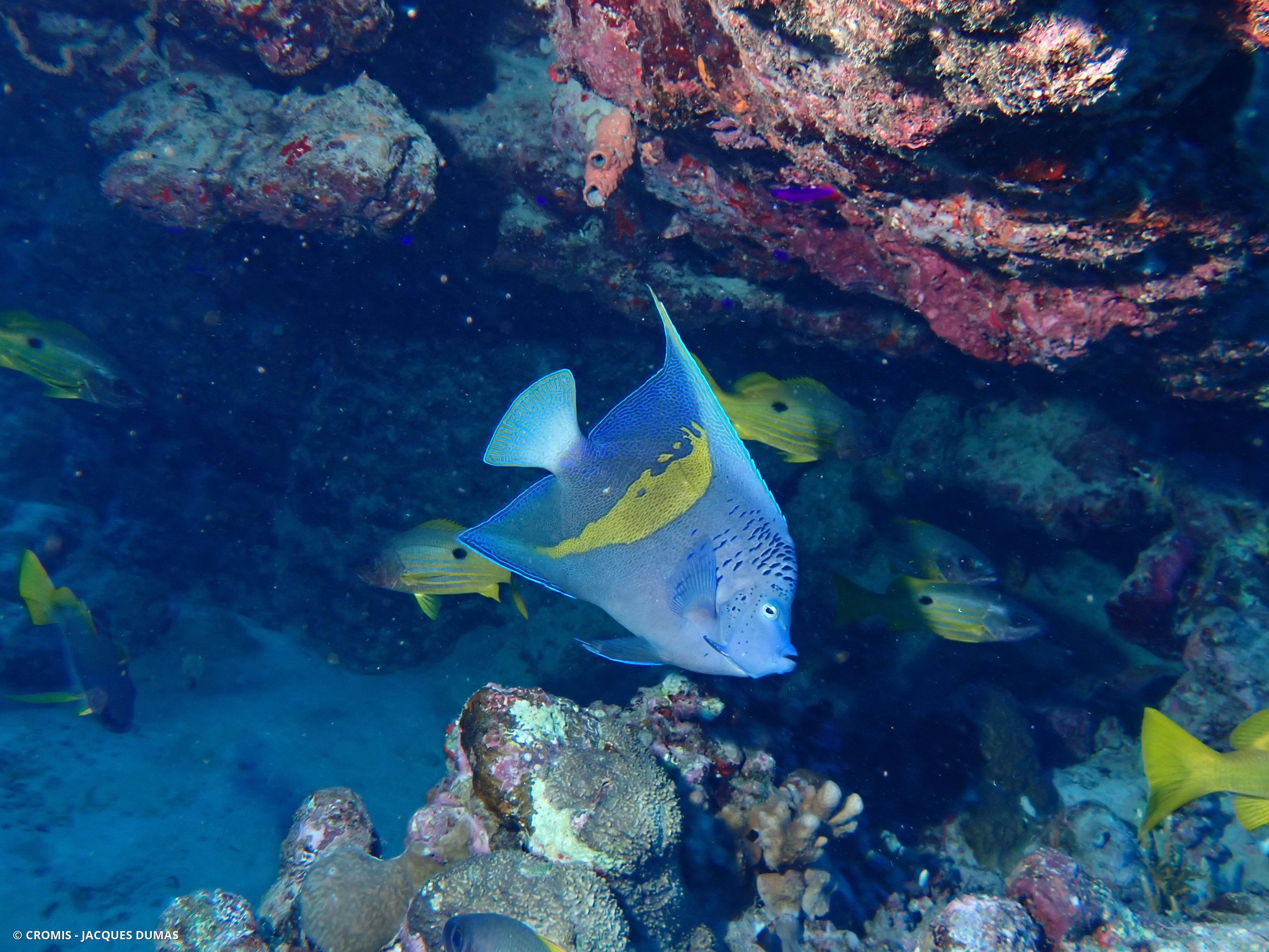 Poisson-ange géographe