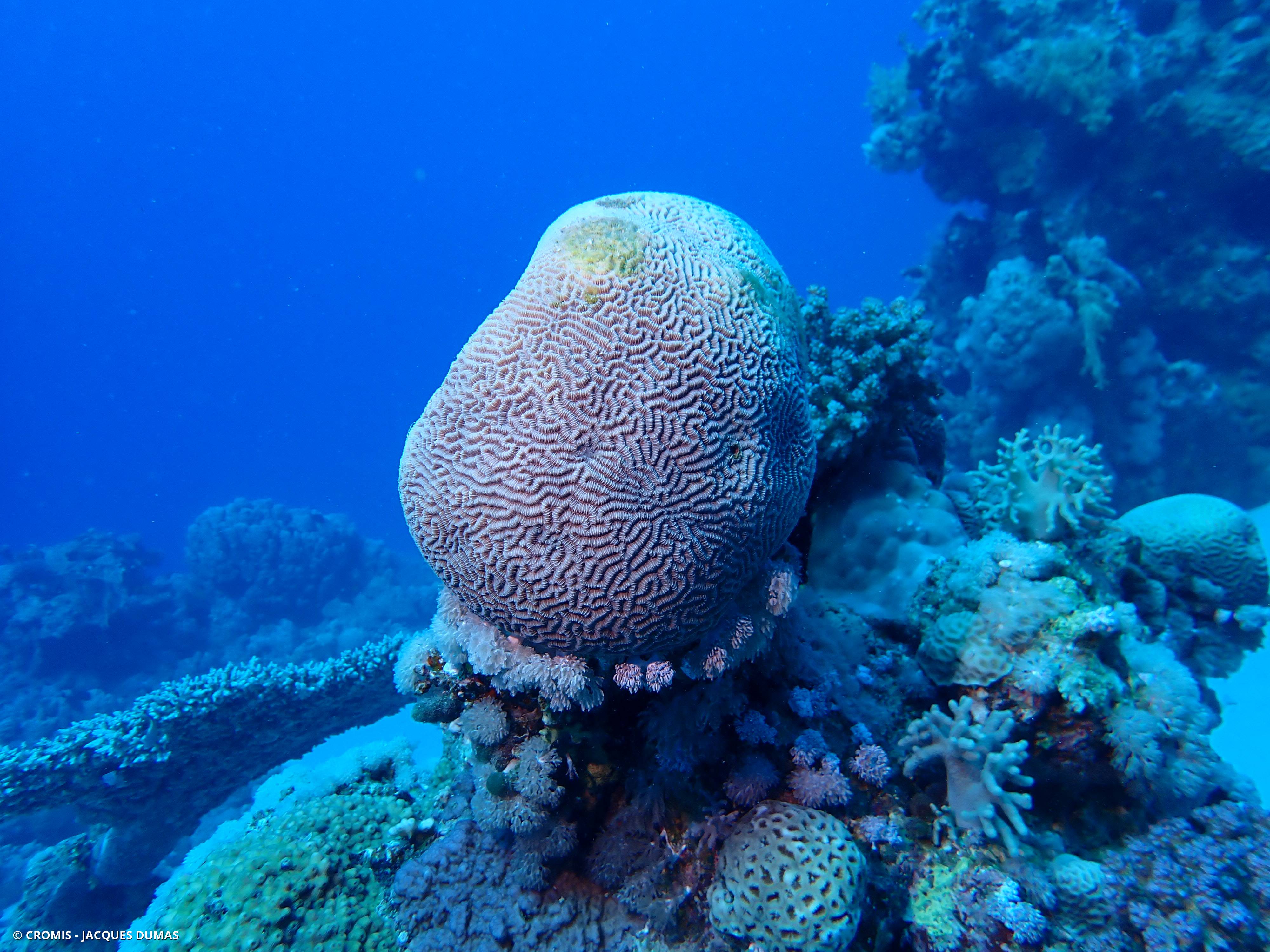 Corail cerveau dédale