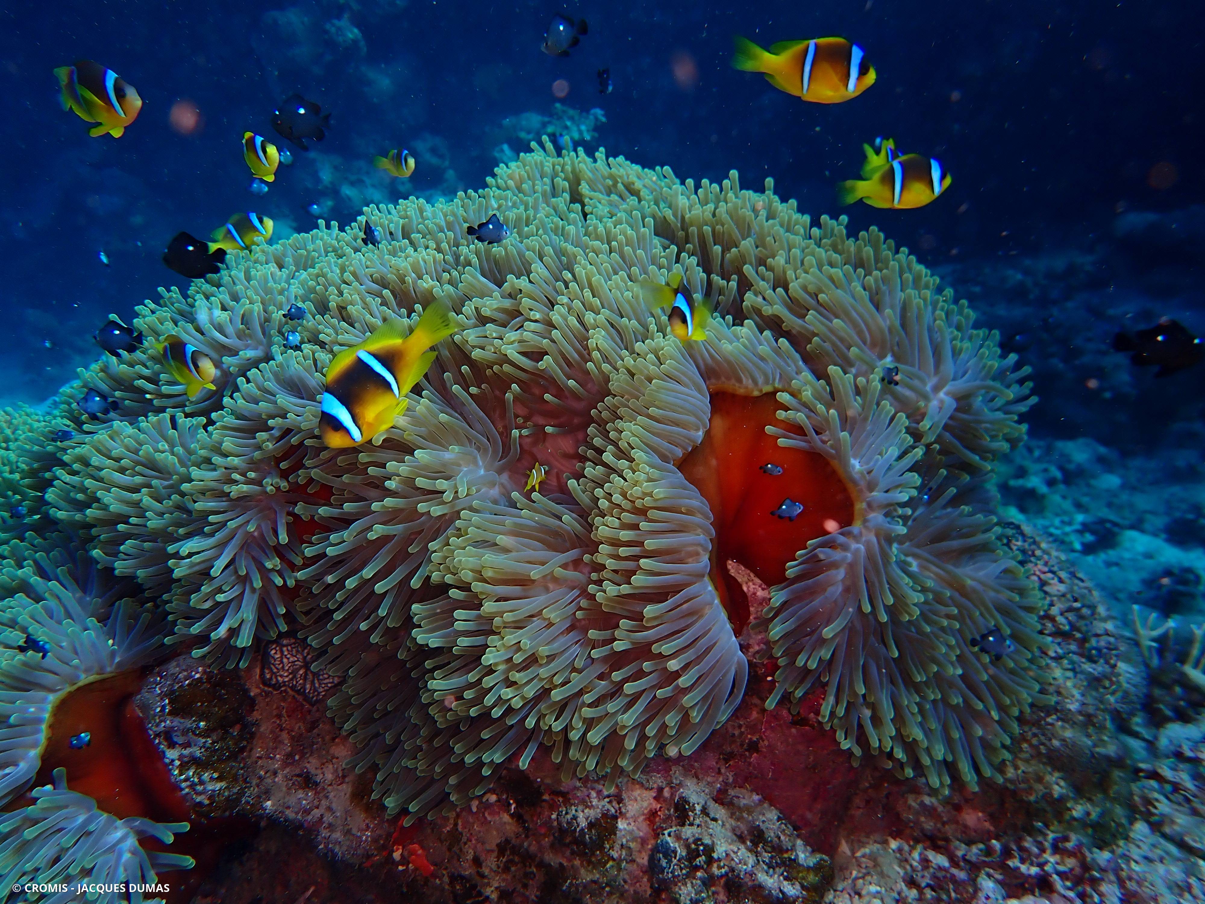 Poisson-clown à deux bandes