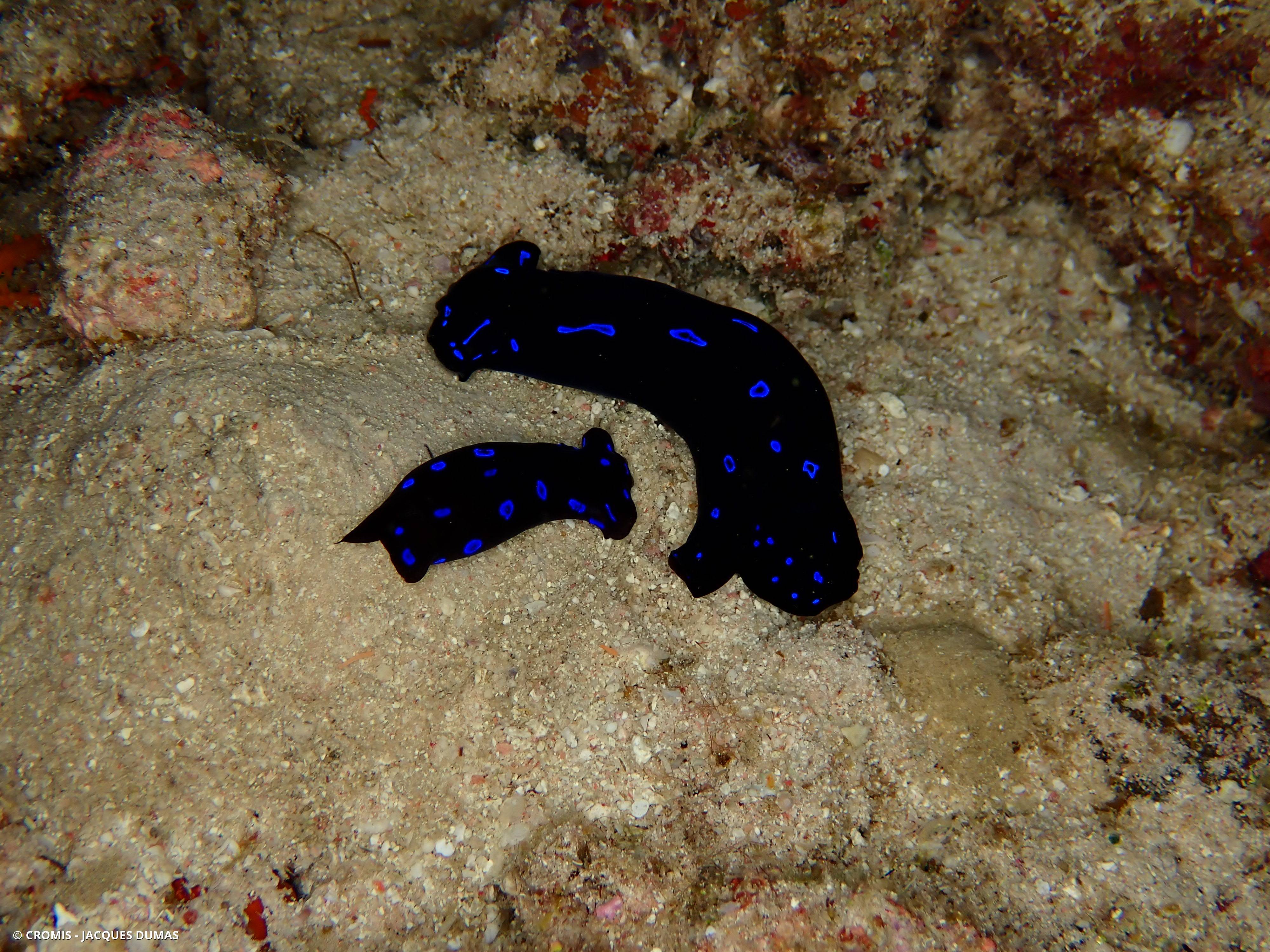 Chélidonure bleue
