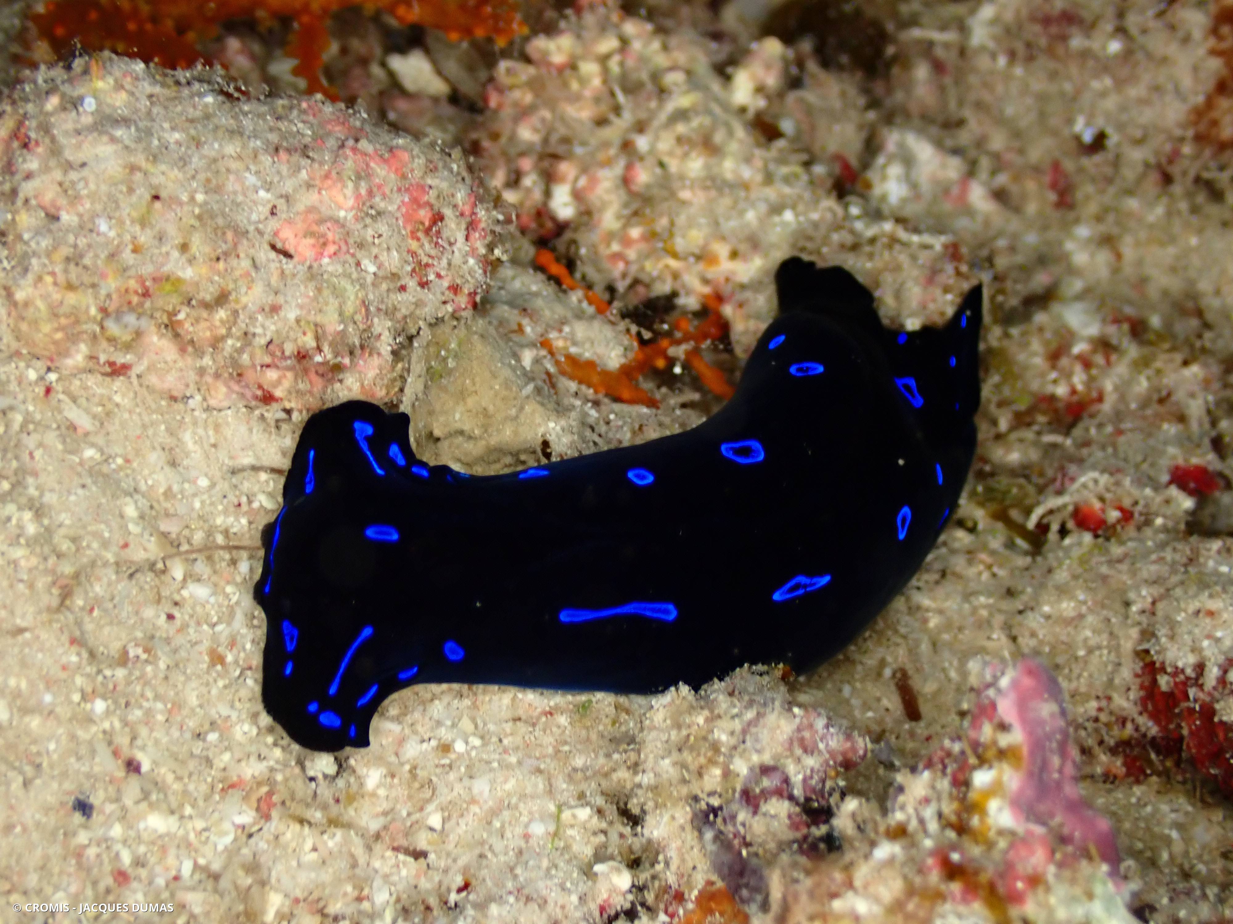 Chélidonure bleue