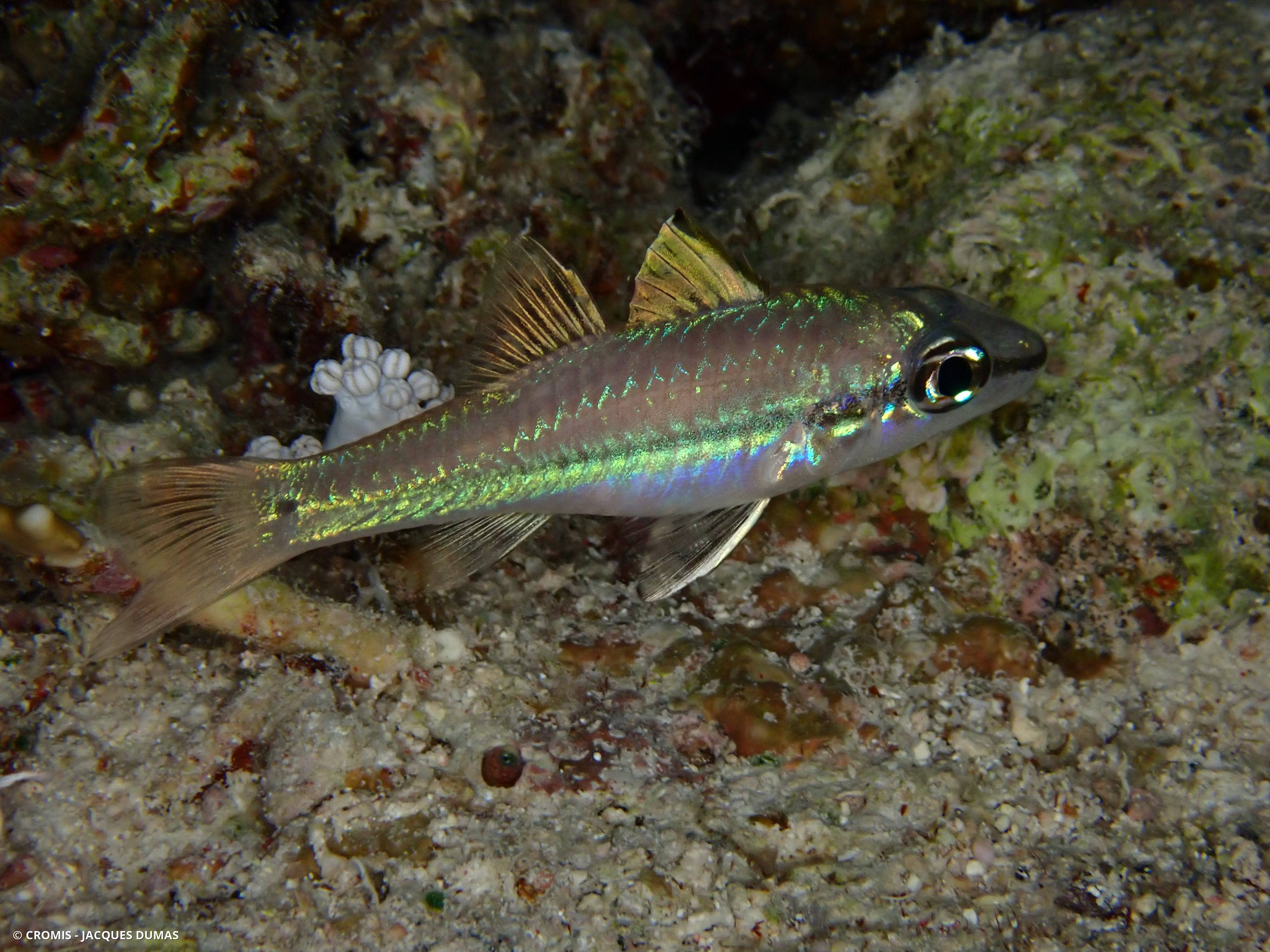 Poisson-écureuil tacheté