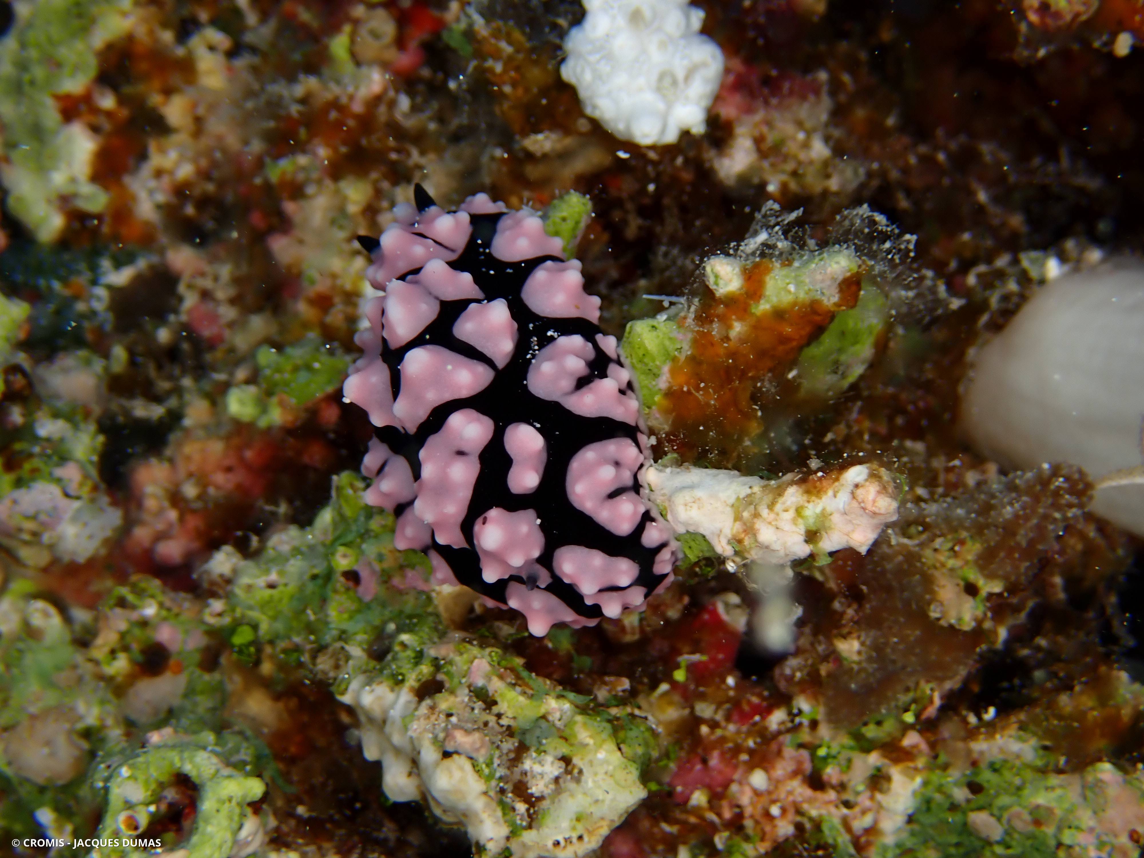 Phyllidie pustuleuse