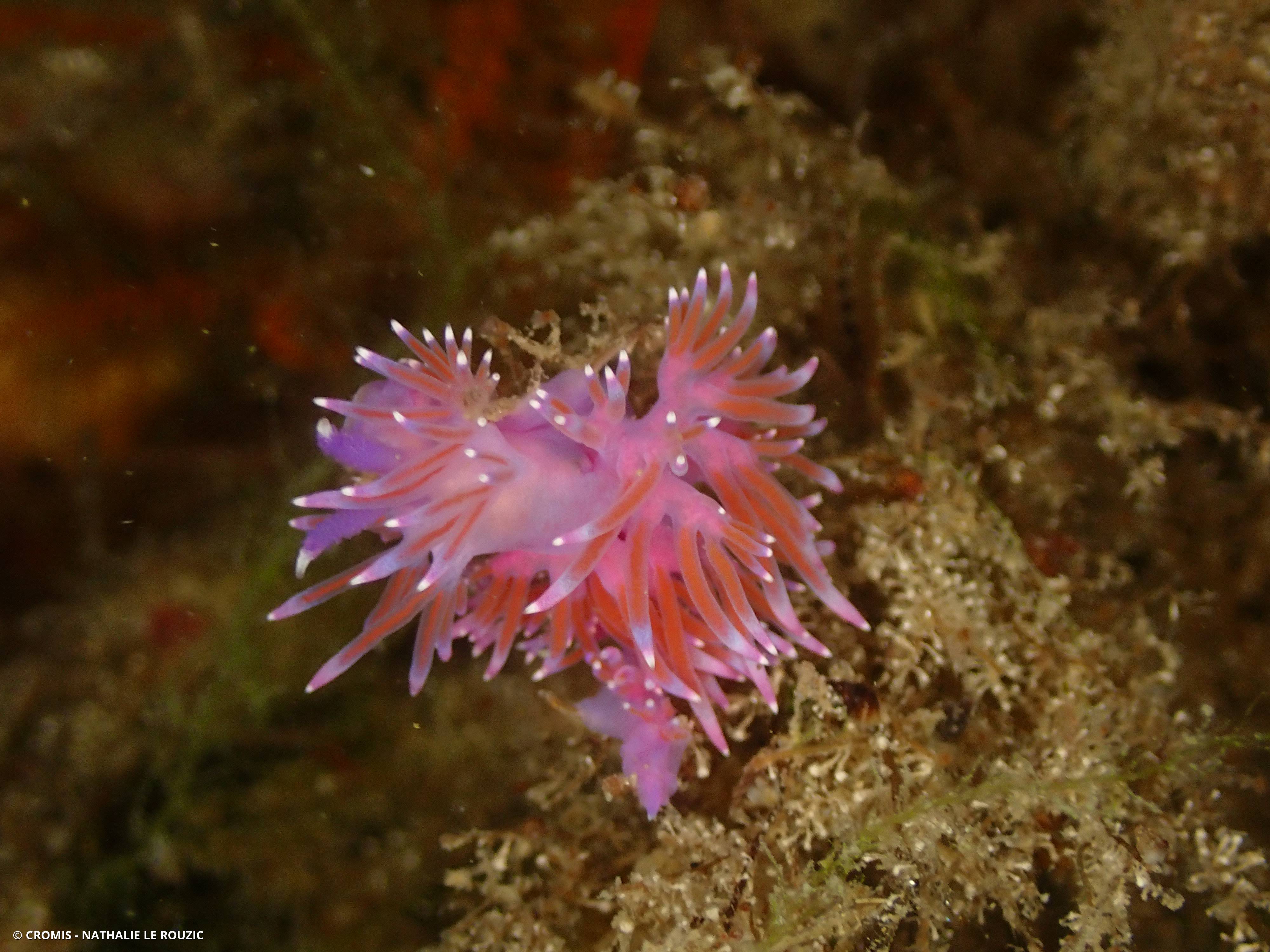 Flabelline mauve