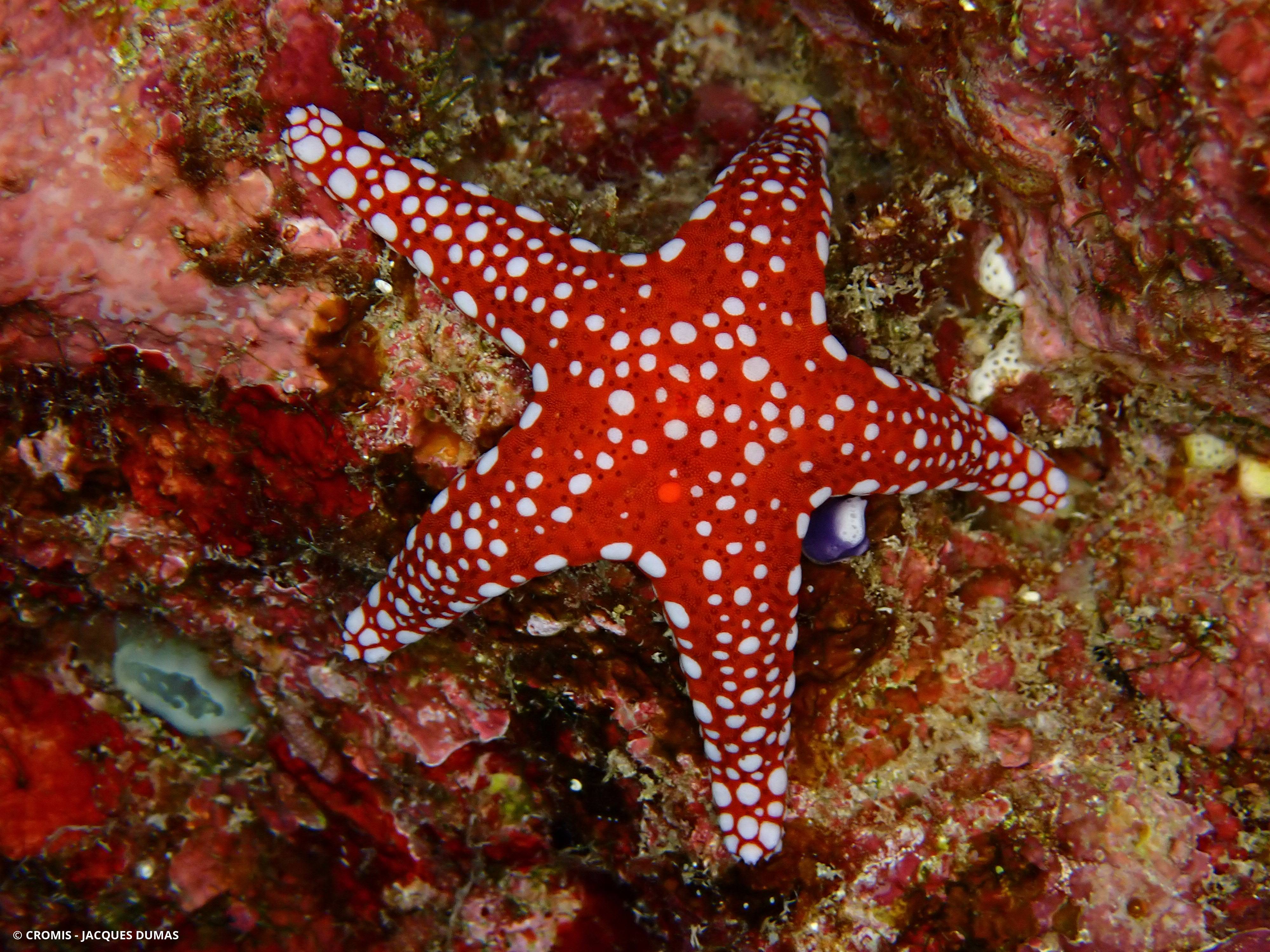 Etoile d'Hurghada