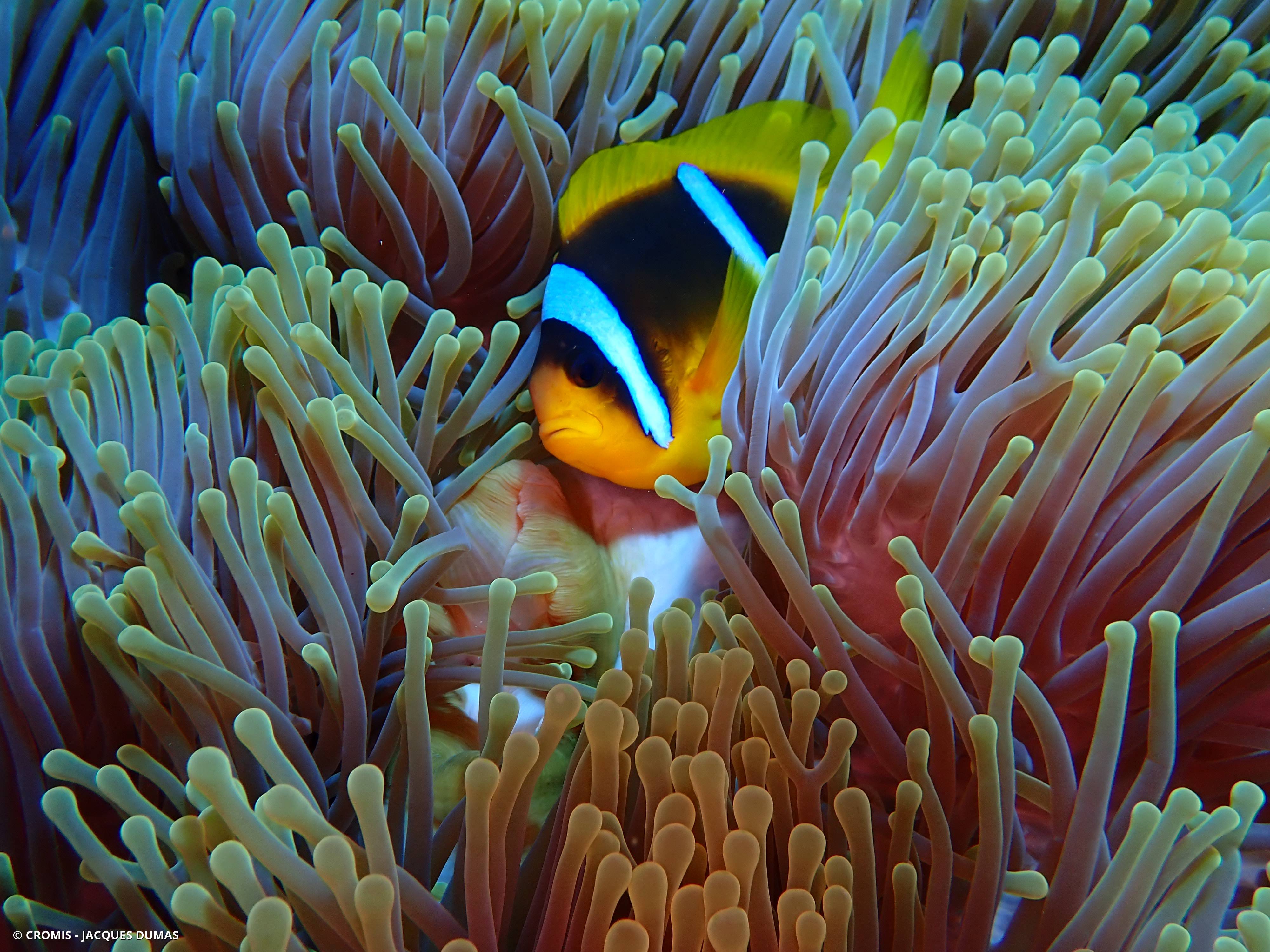 Poisson-clown à deux bandes