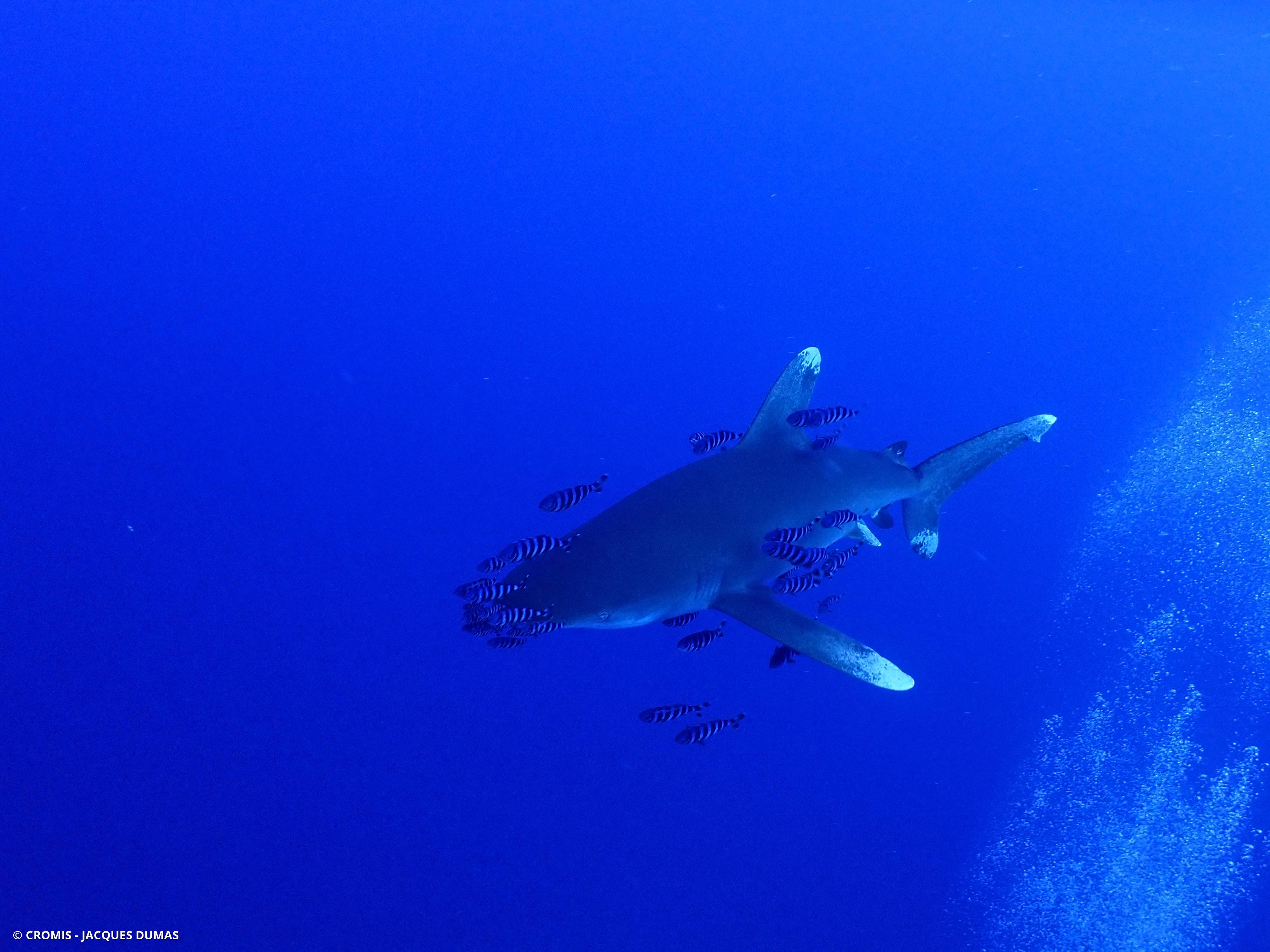 Requin océanique