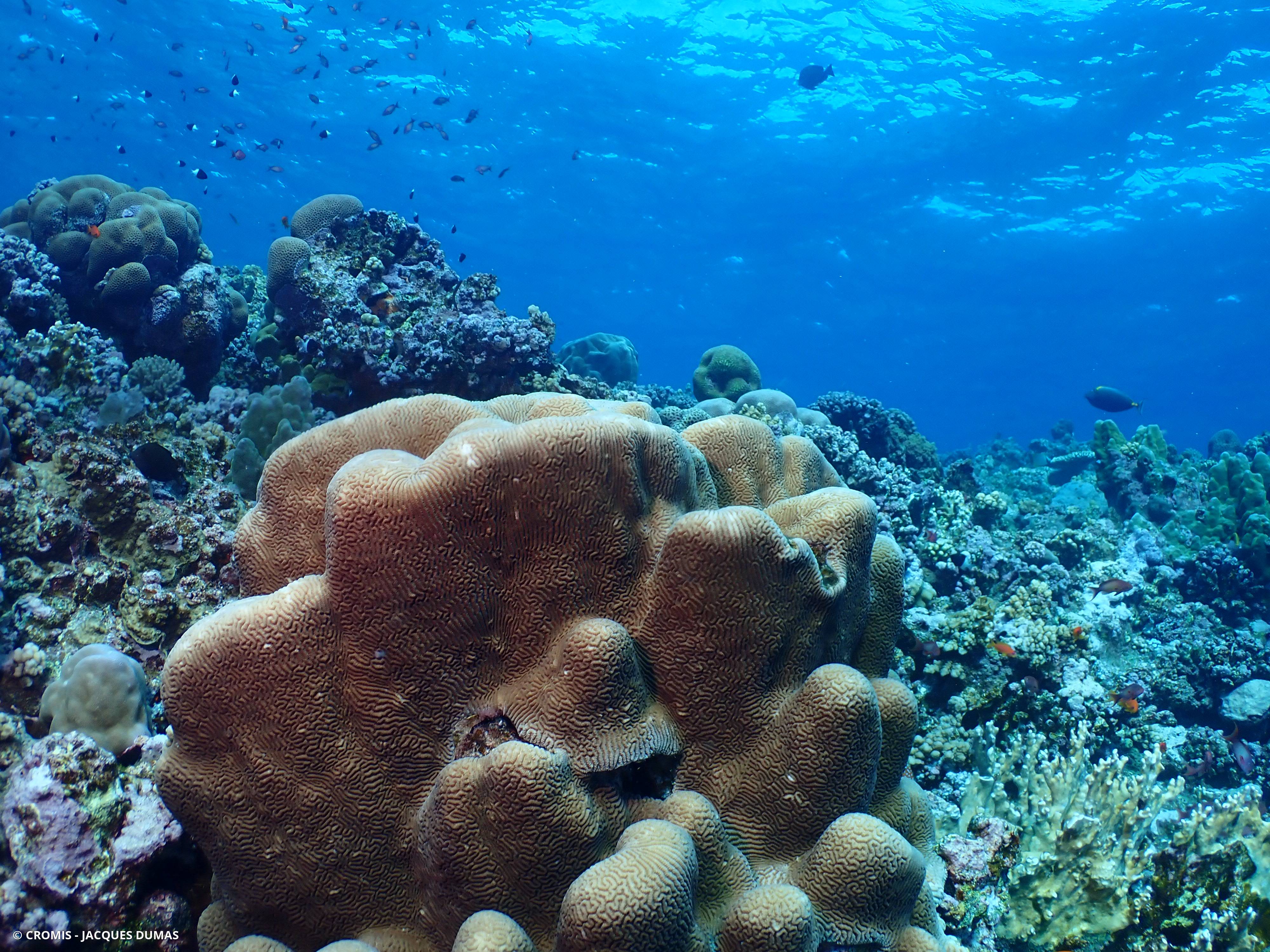 Corail cerveau dédale