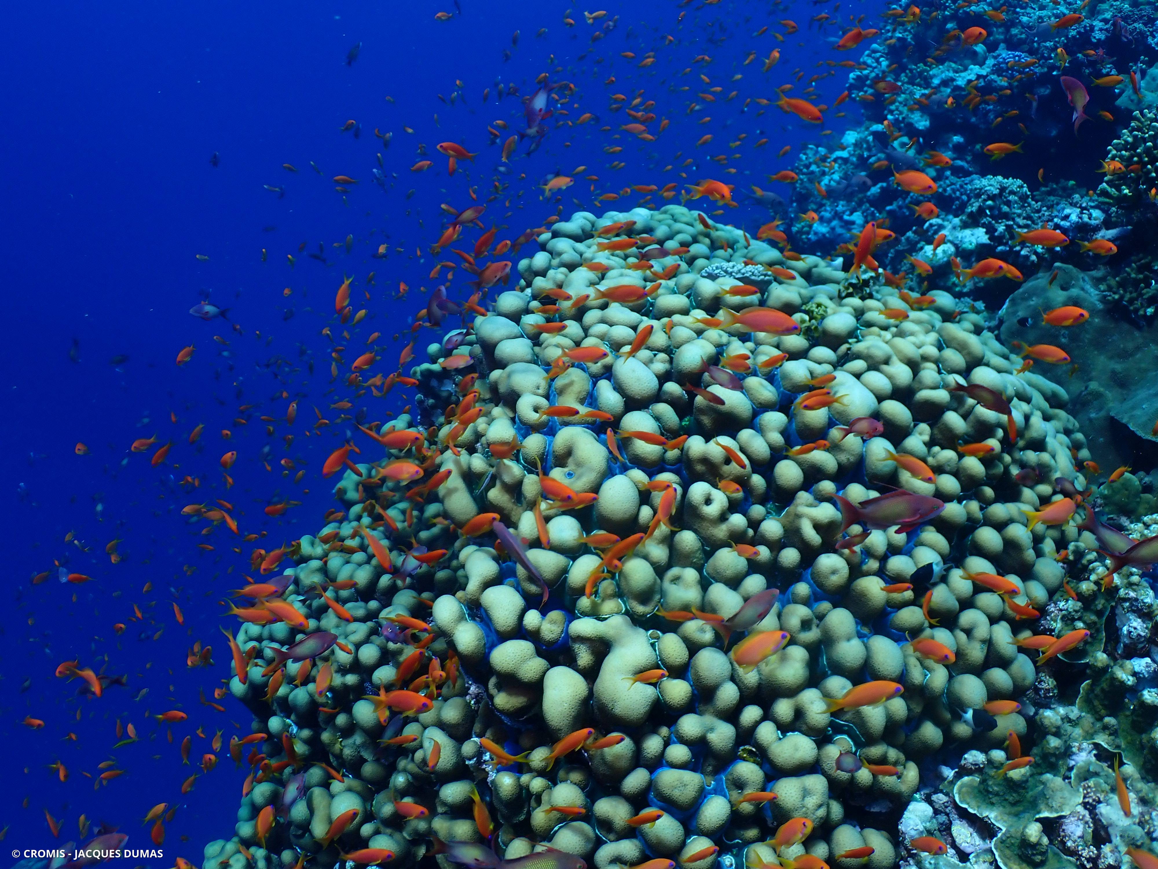 Corail anémone