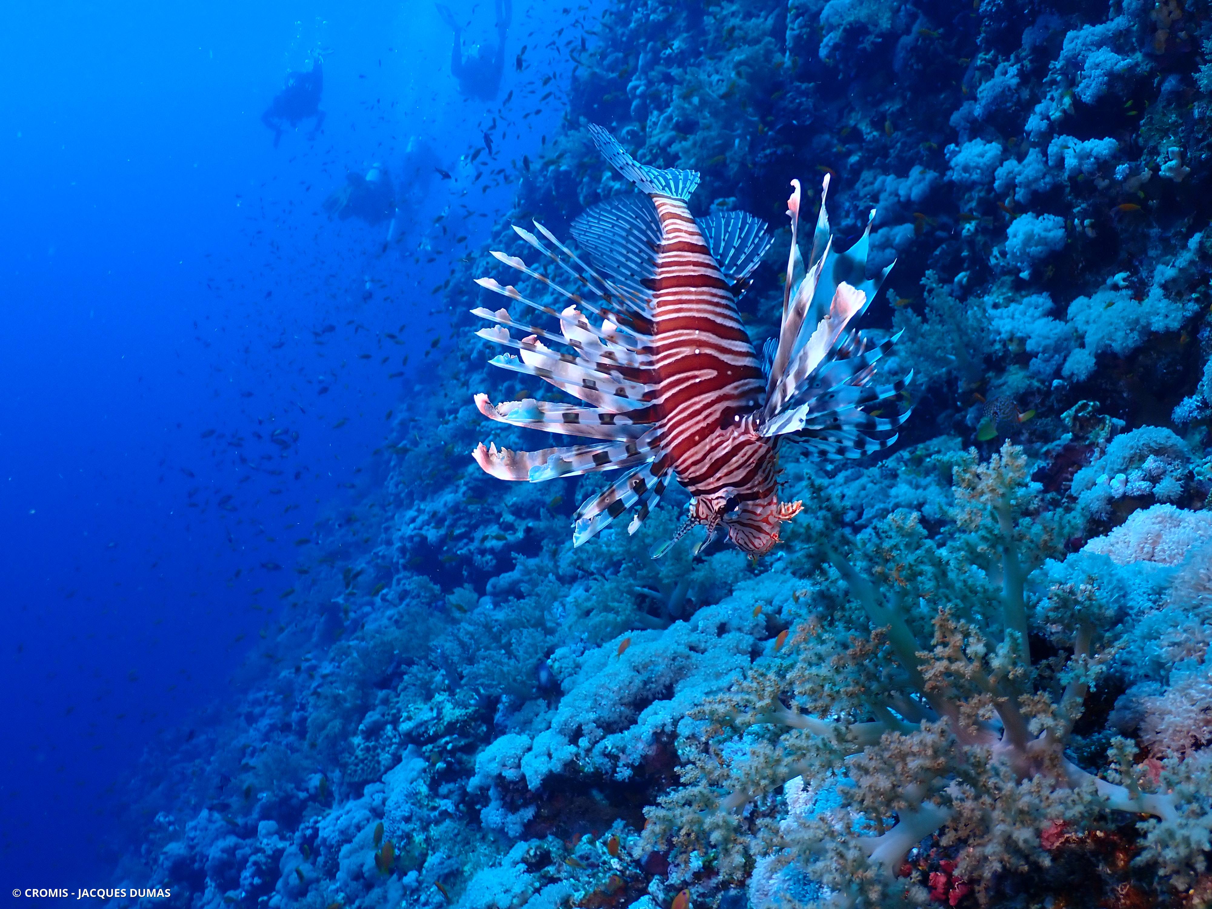 Poisson-lion de Mer Rouge