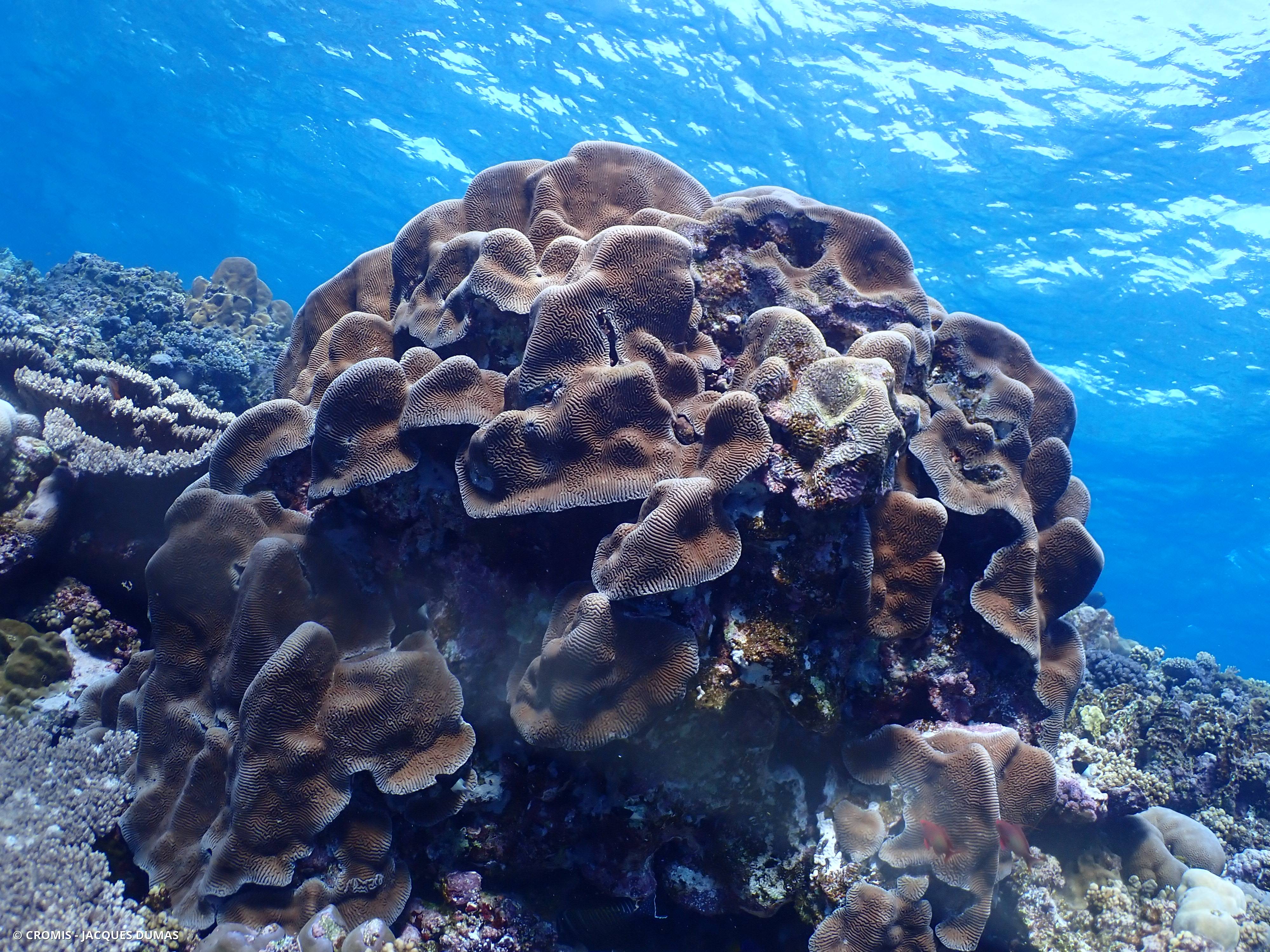 Corail cerveau dédale