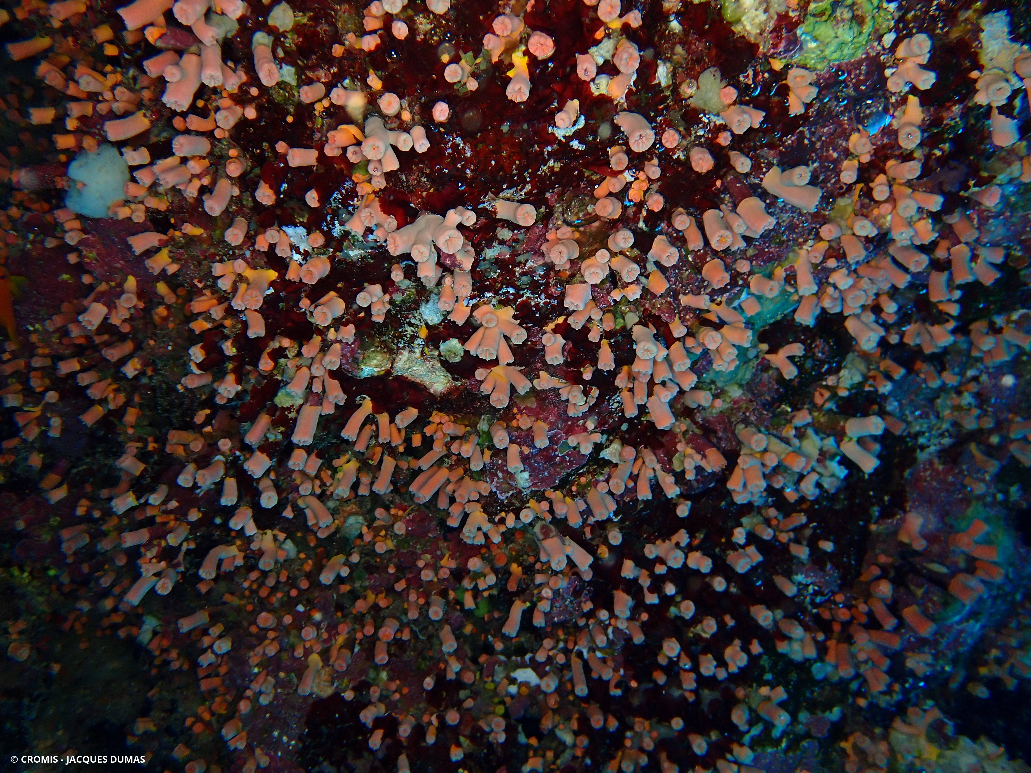 Tubastrée orange