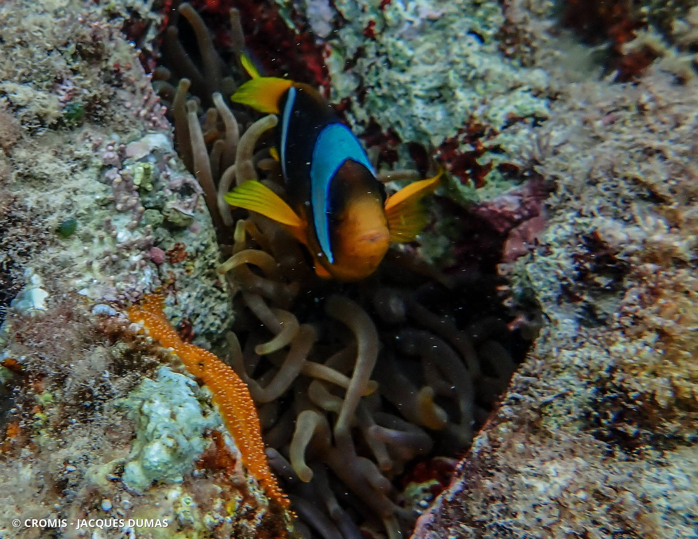 Poisson-clown à deux bandes