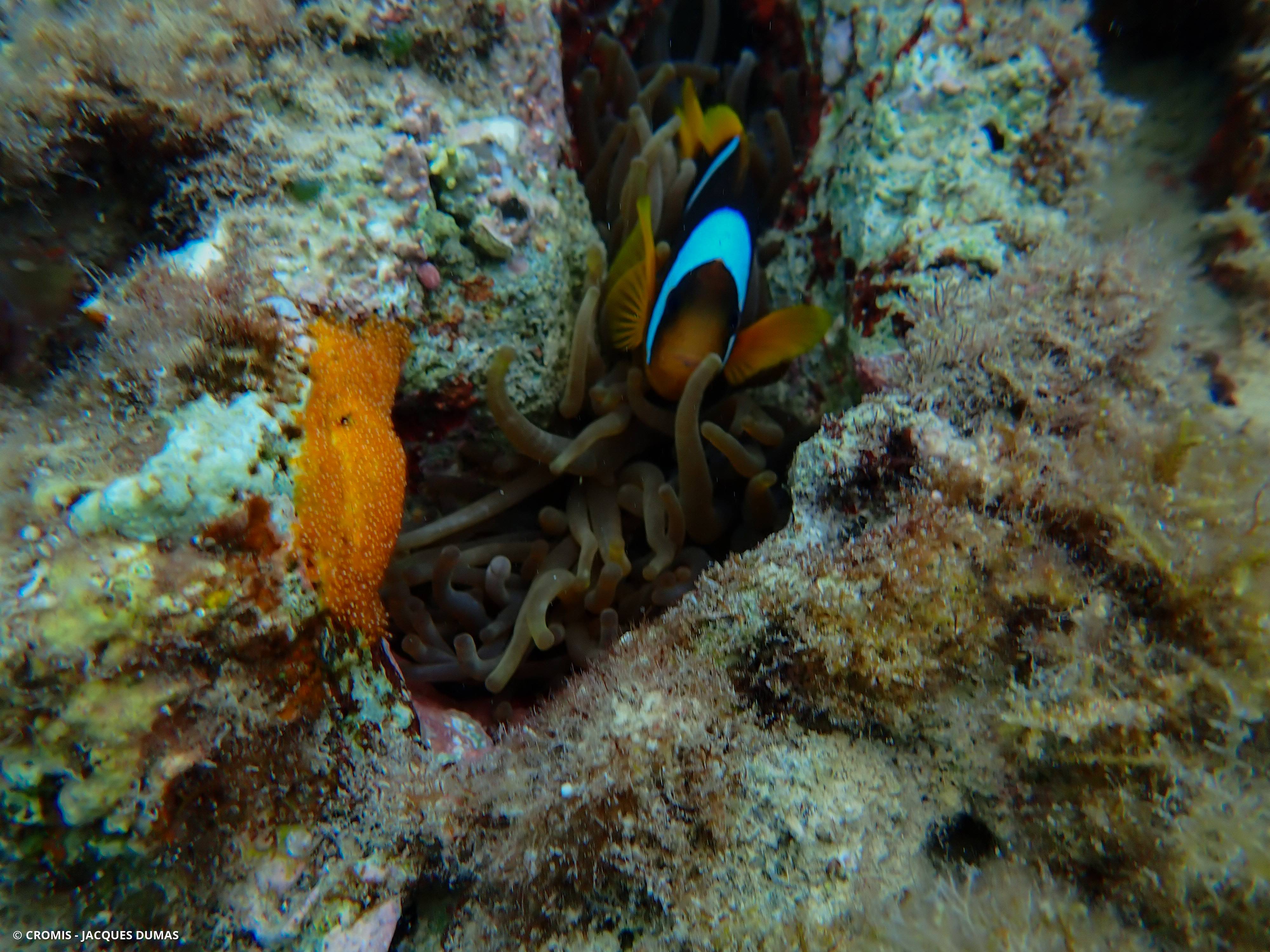 Poisson-clown à deux bandes