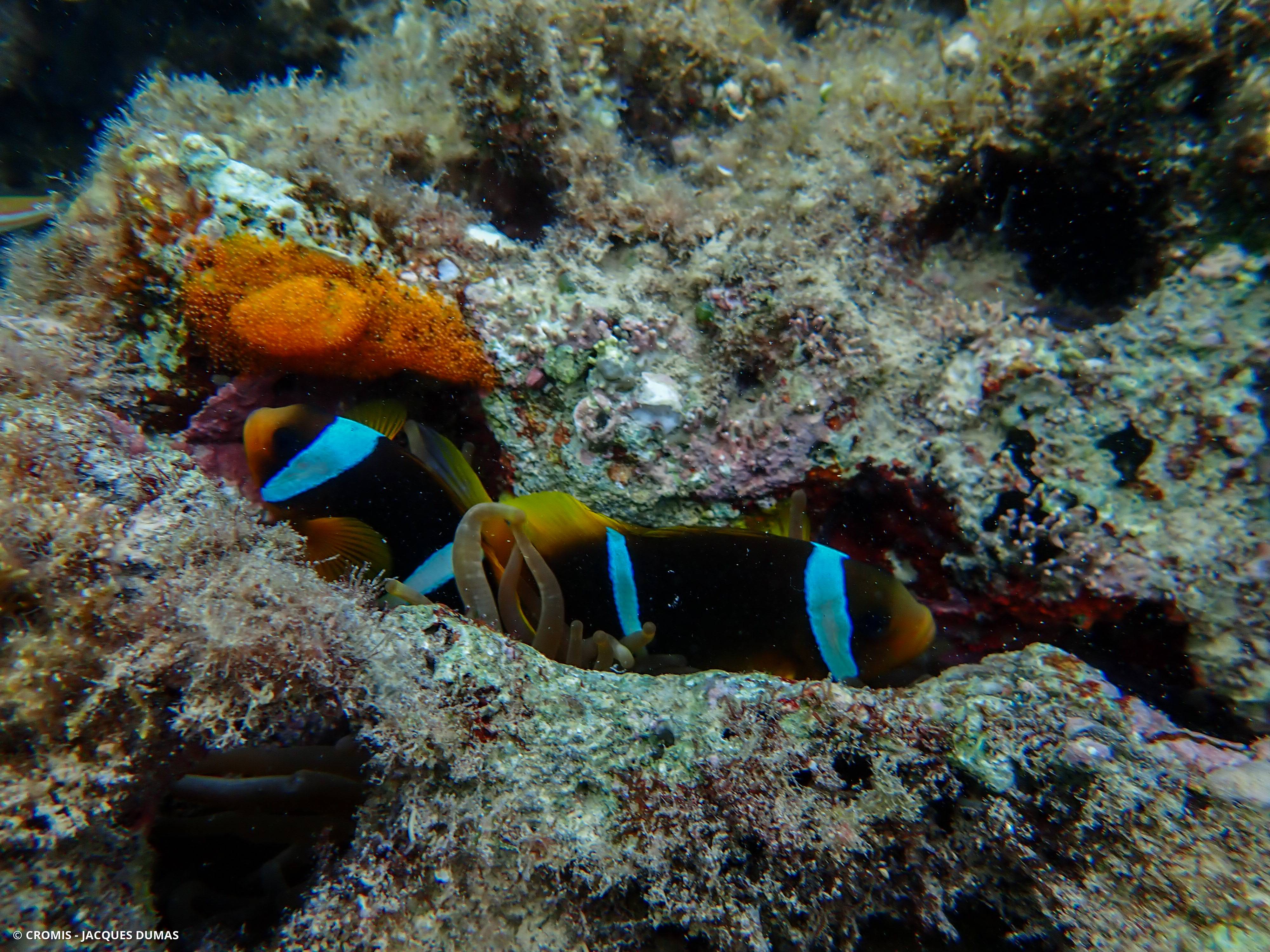 Poisson-clown à deux bandes
