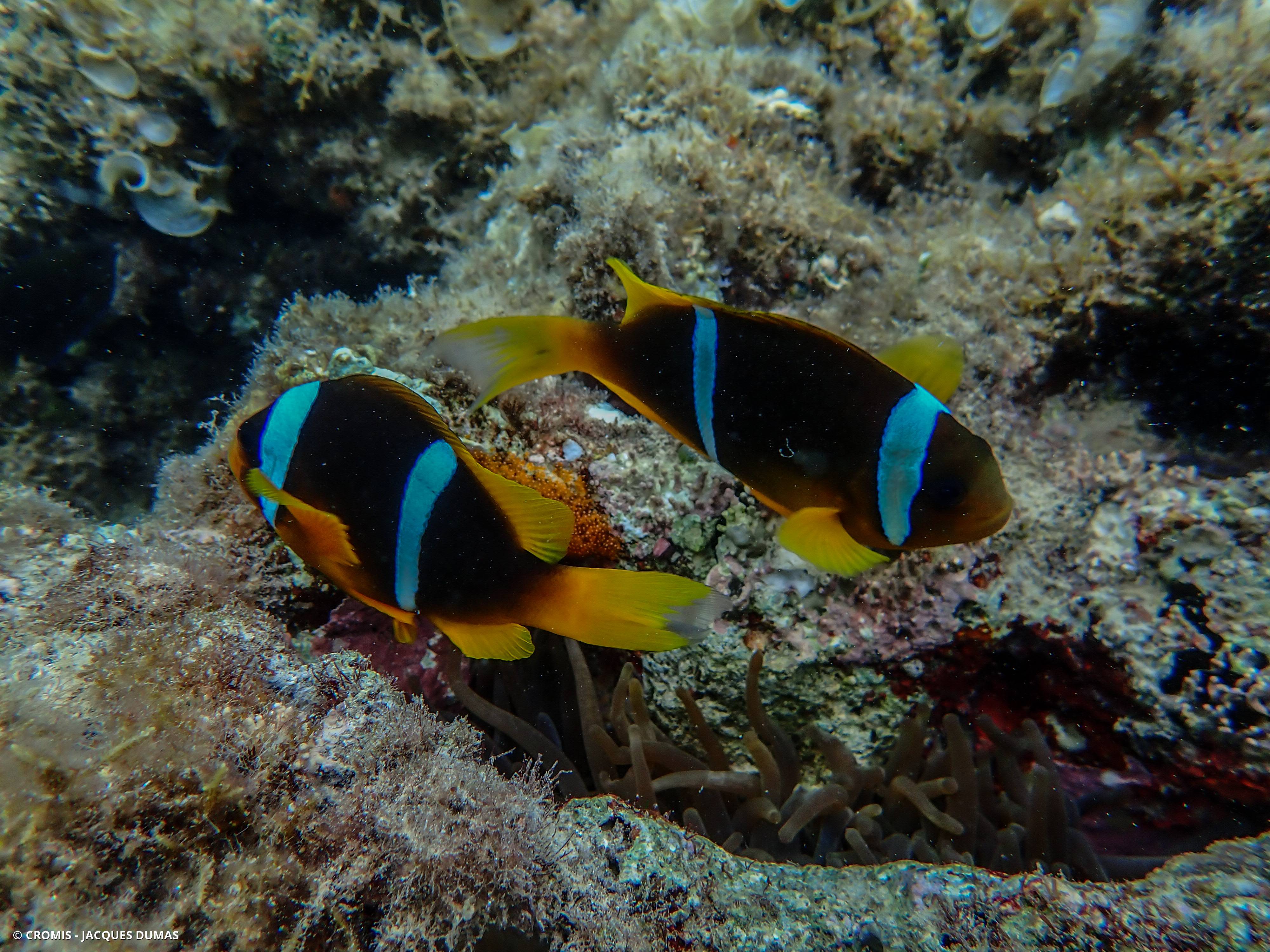 Poisson-clown à deux bandes