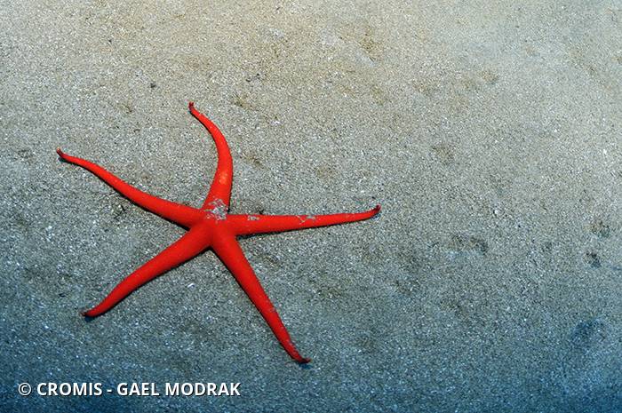 Etoile de mer des Canaries