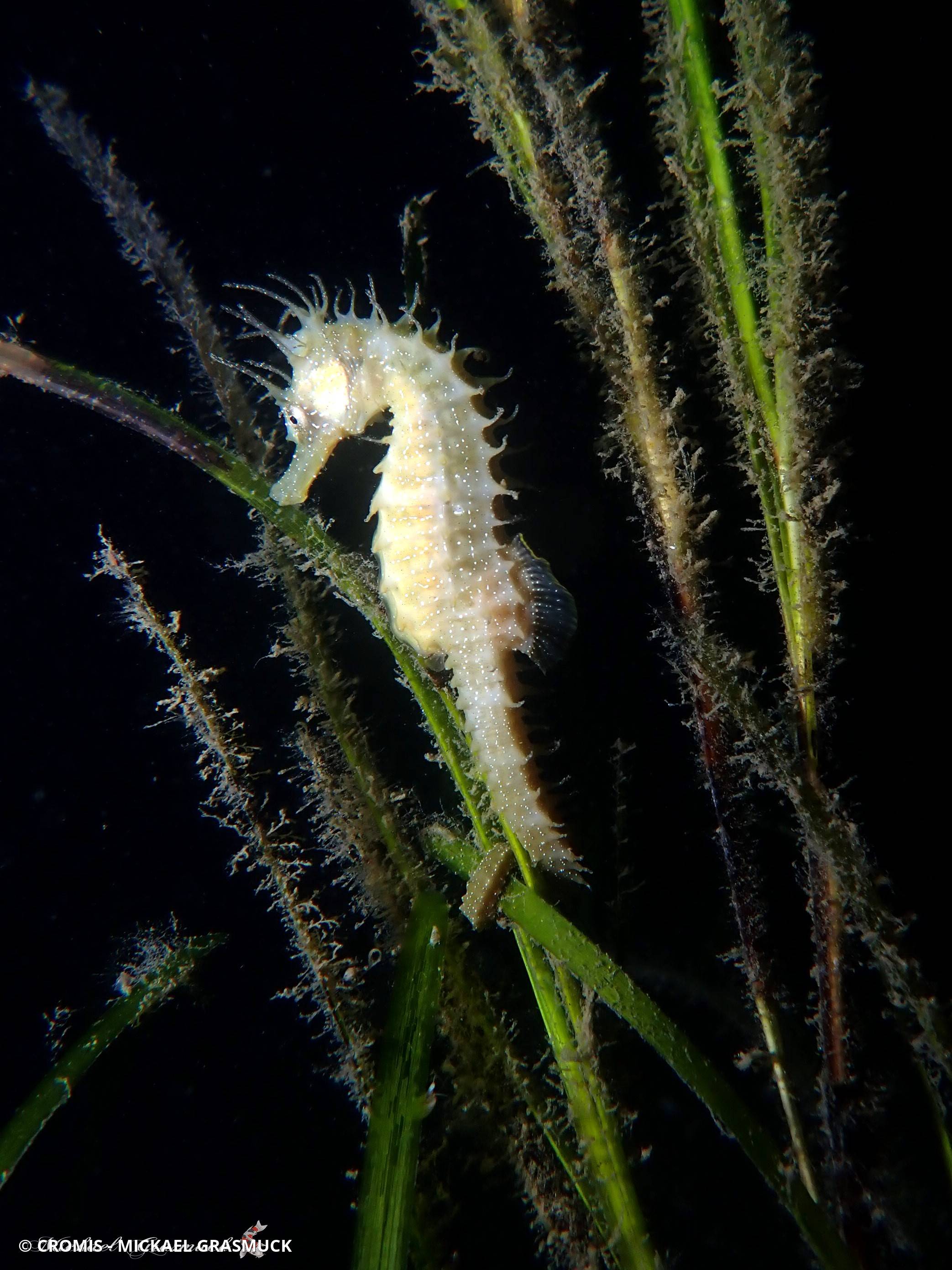 Hippocampe moucheté