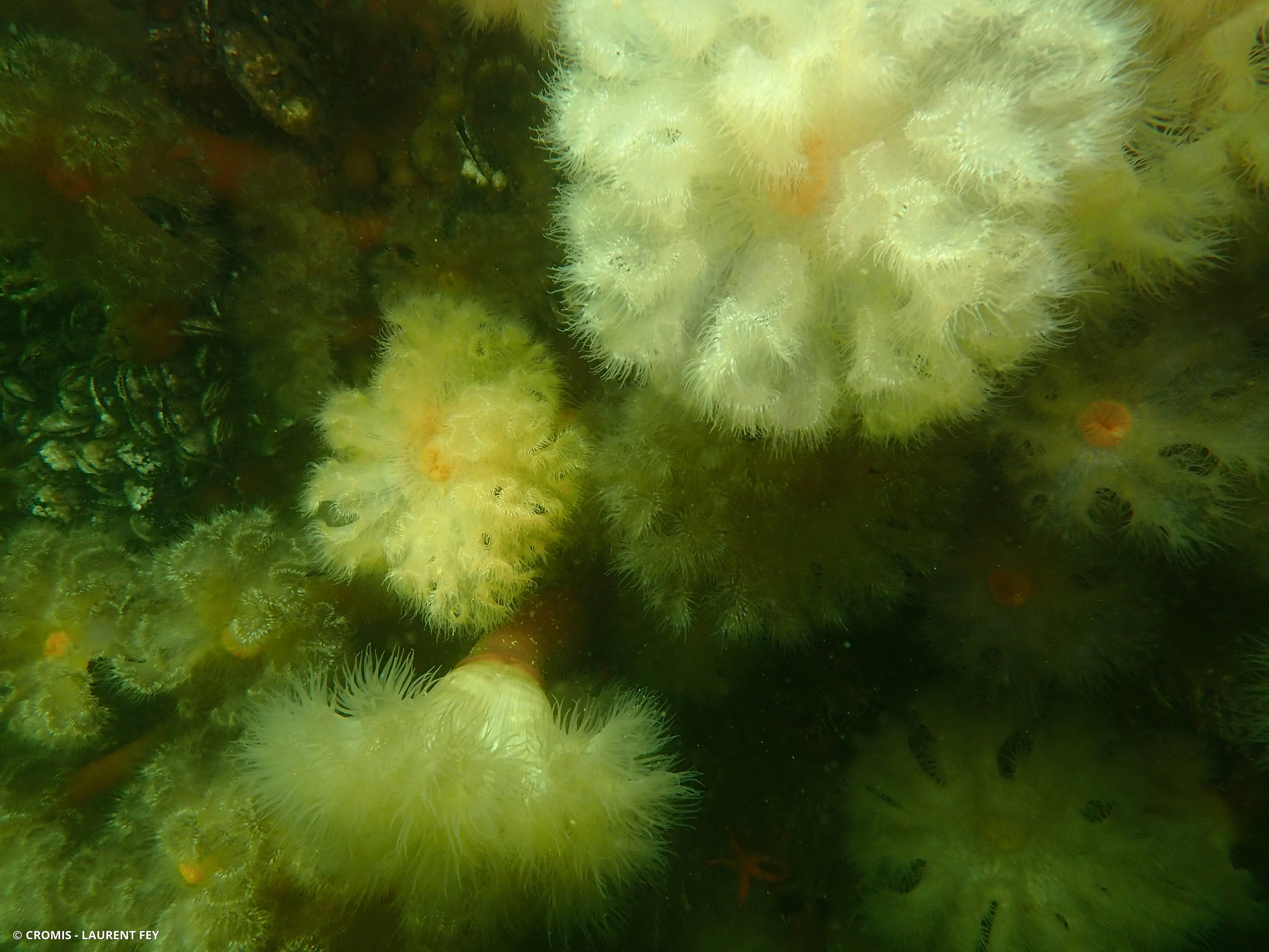 Œillet de mer