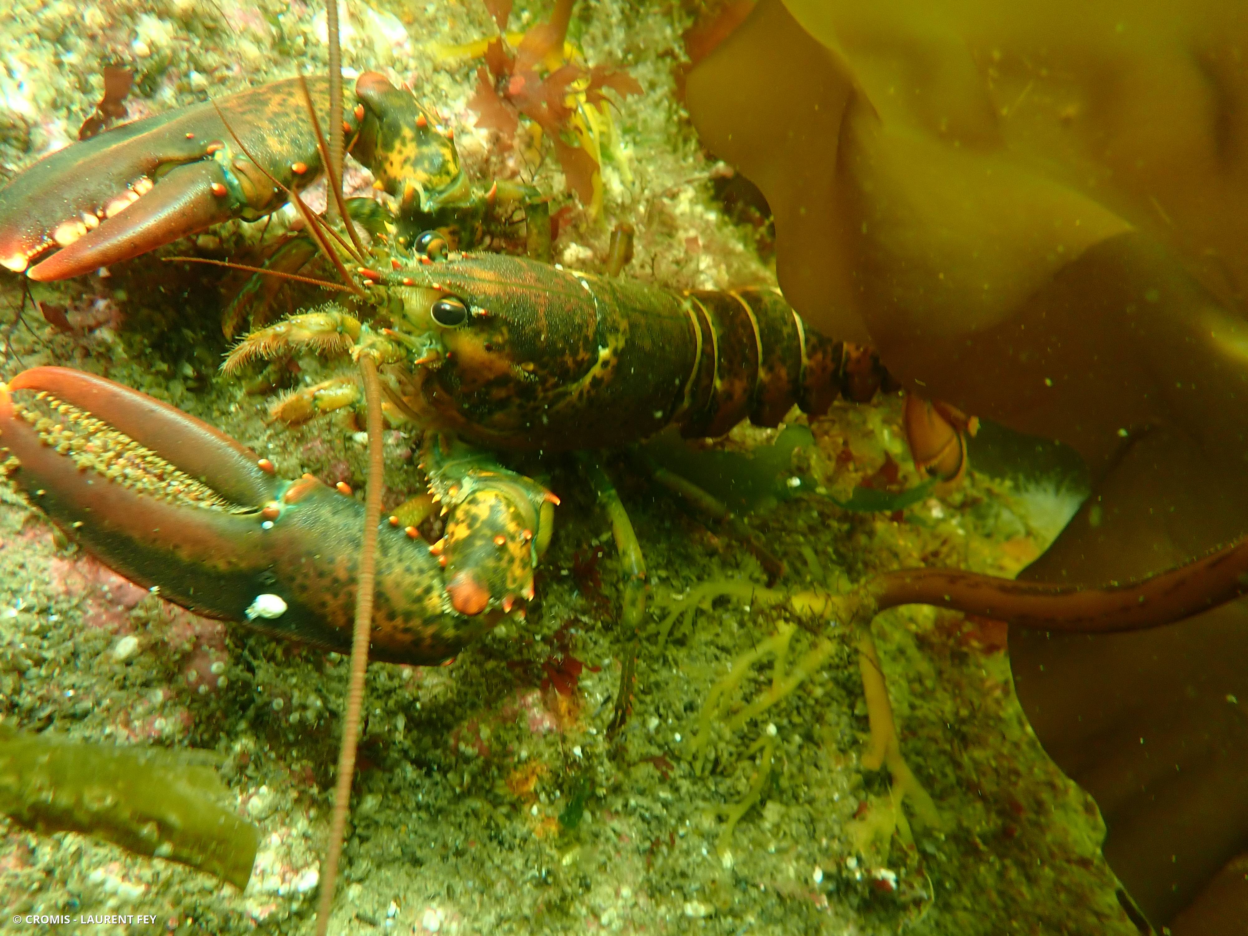 Homard américain