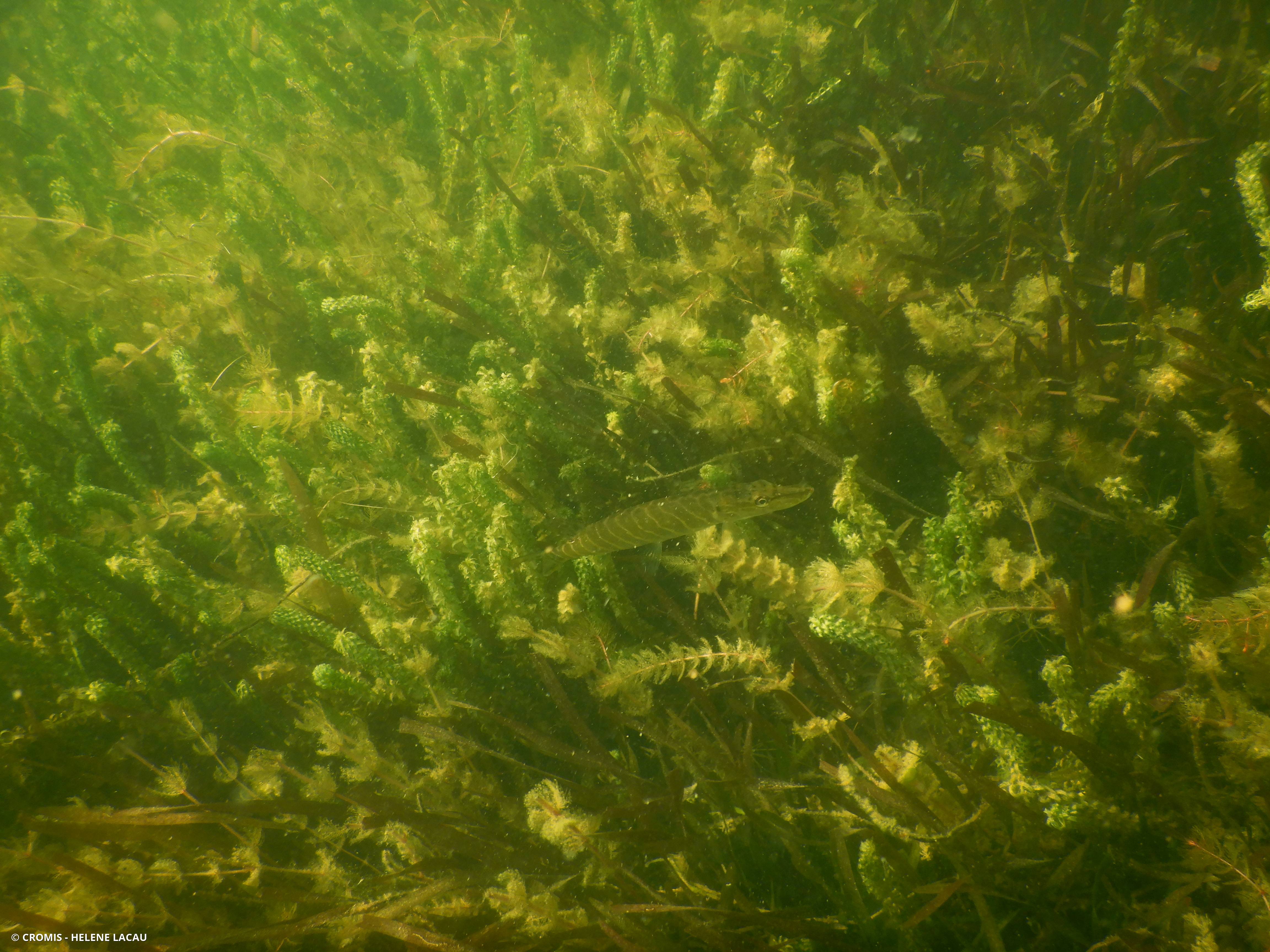 Brochet