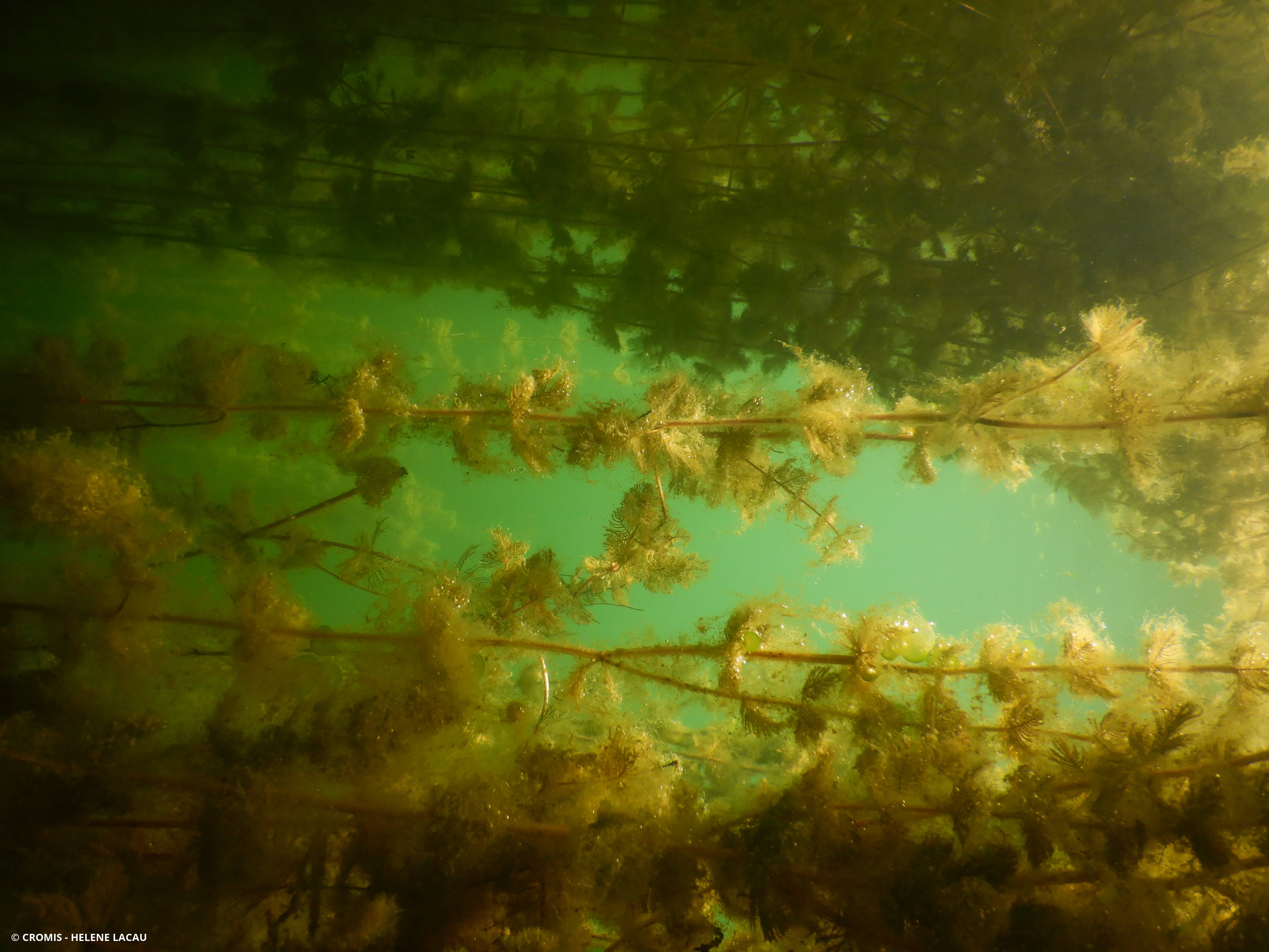 Myriophylle