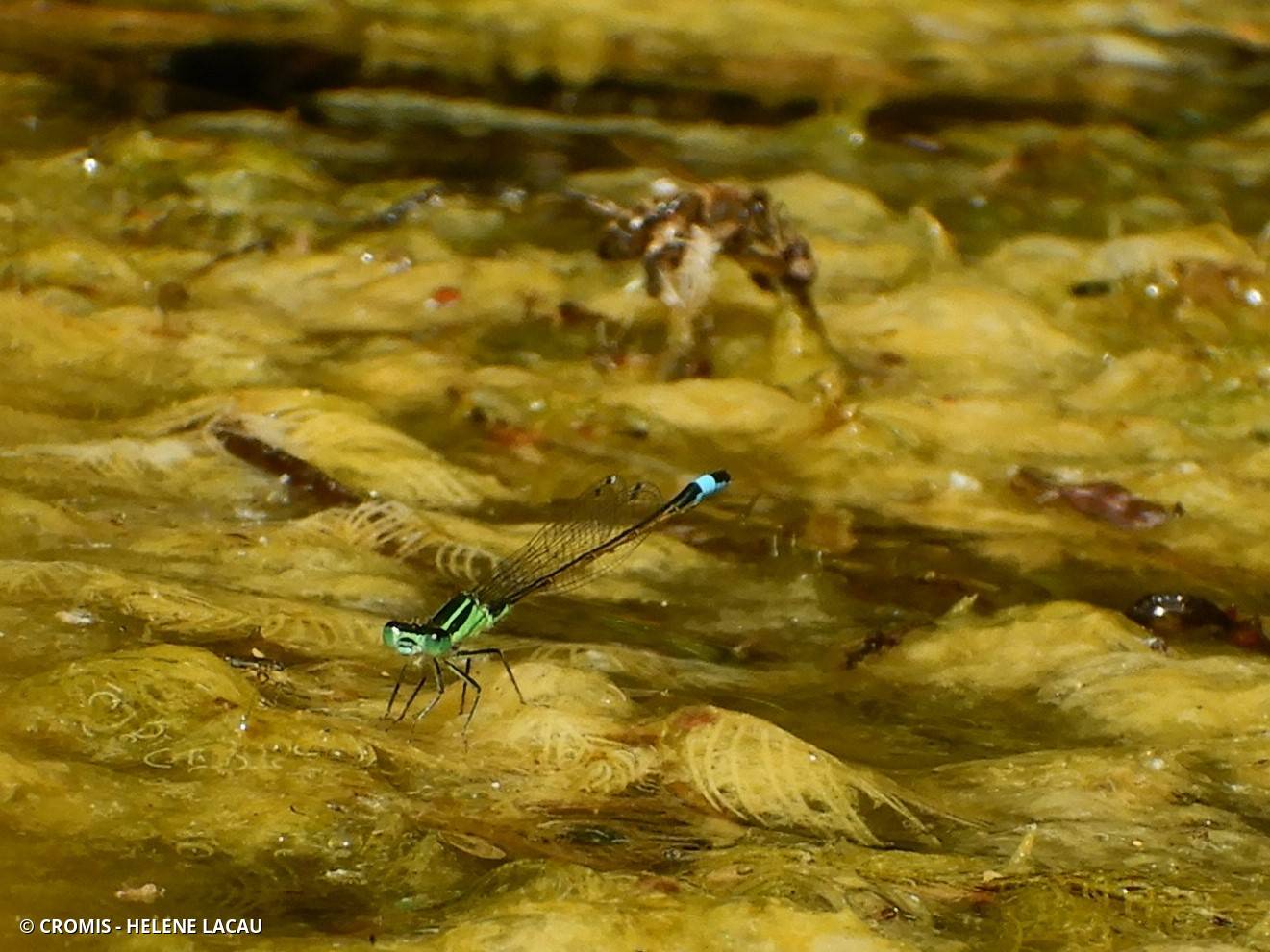 Agrion élégant