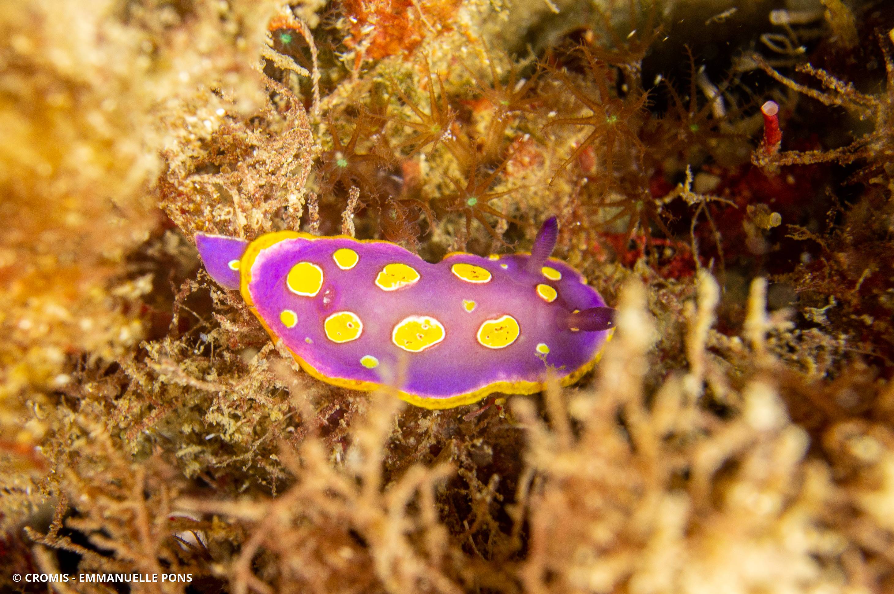 Doris tachetée mauve