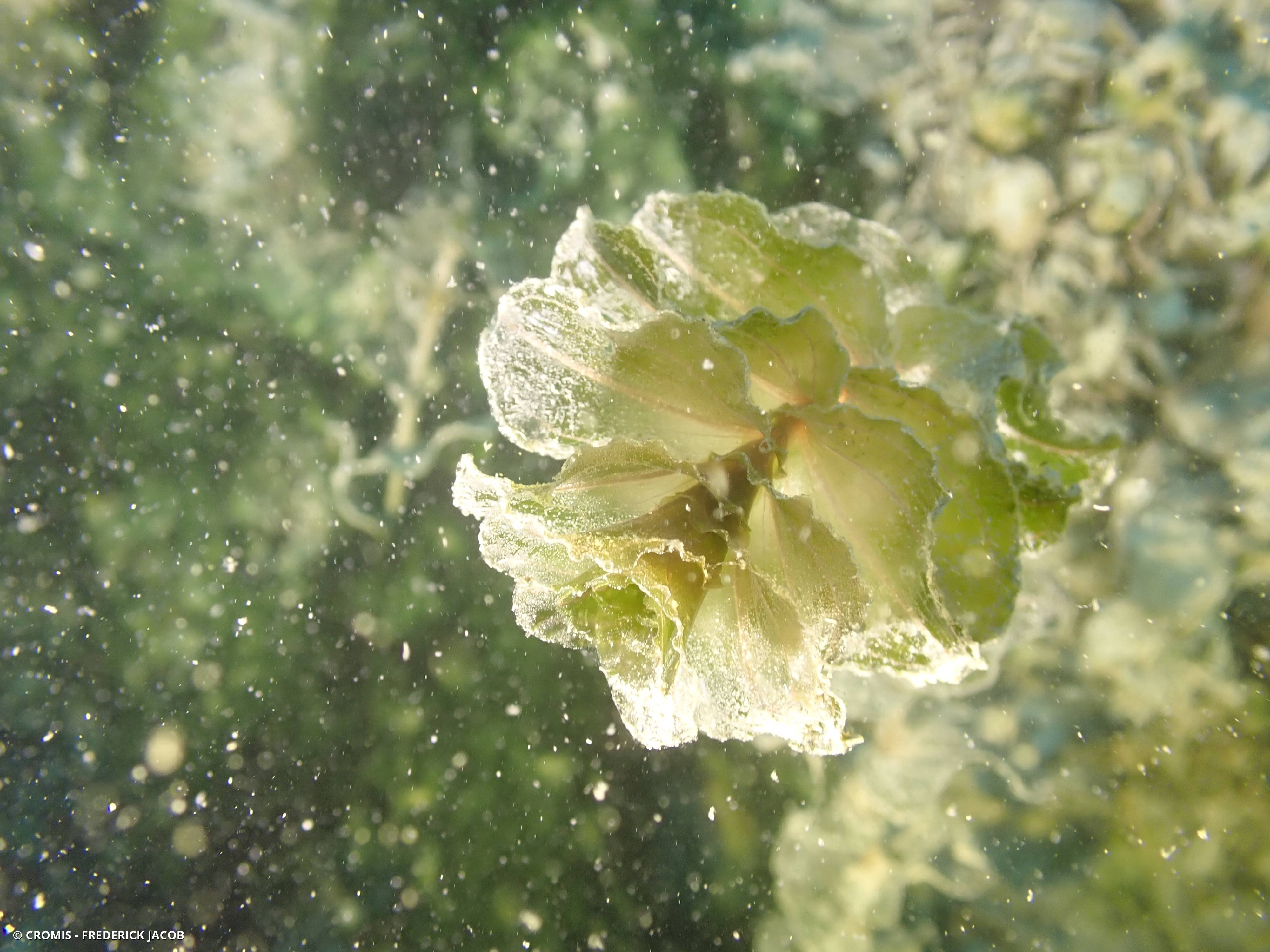 Potamot perfolié