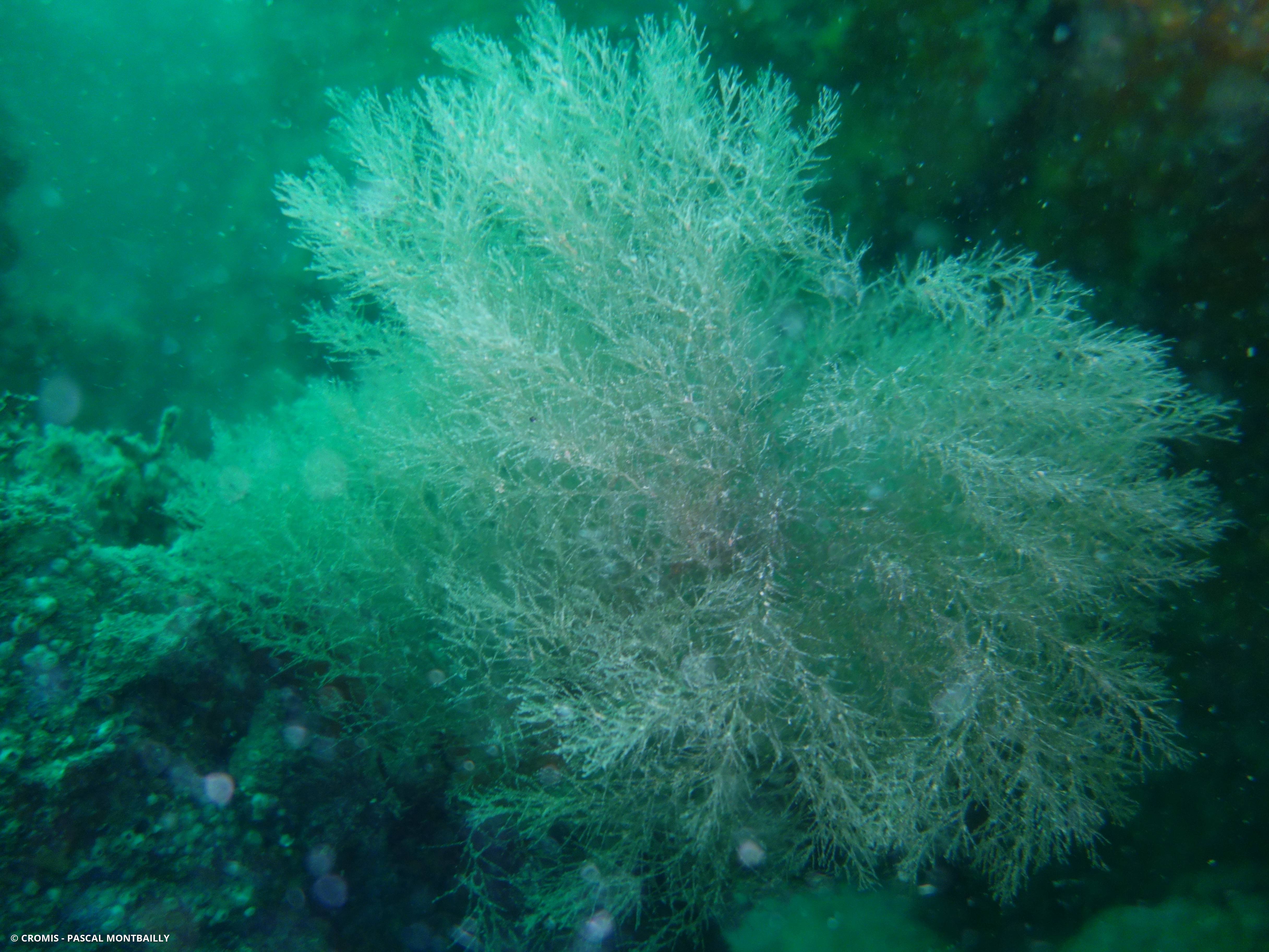 Hydraire chevelu