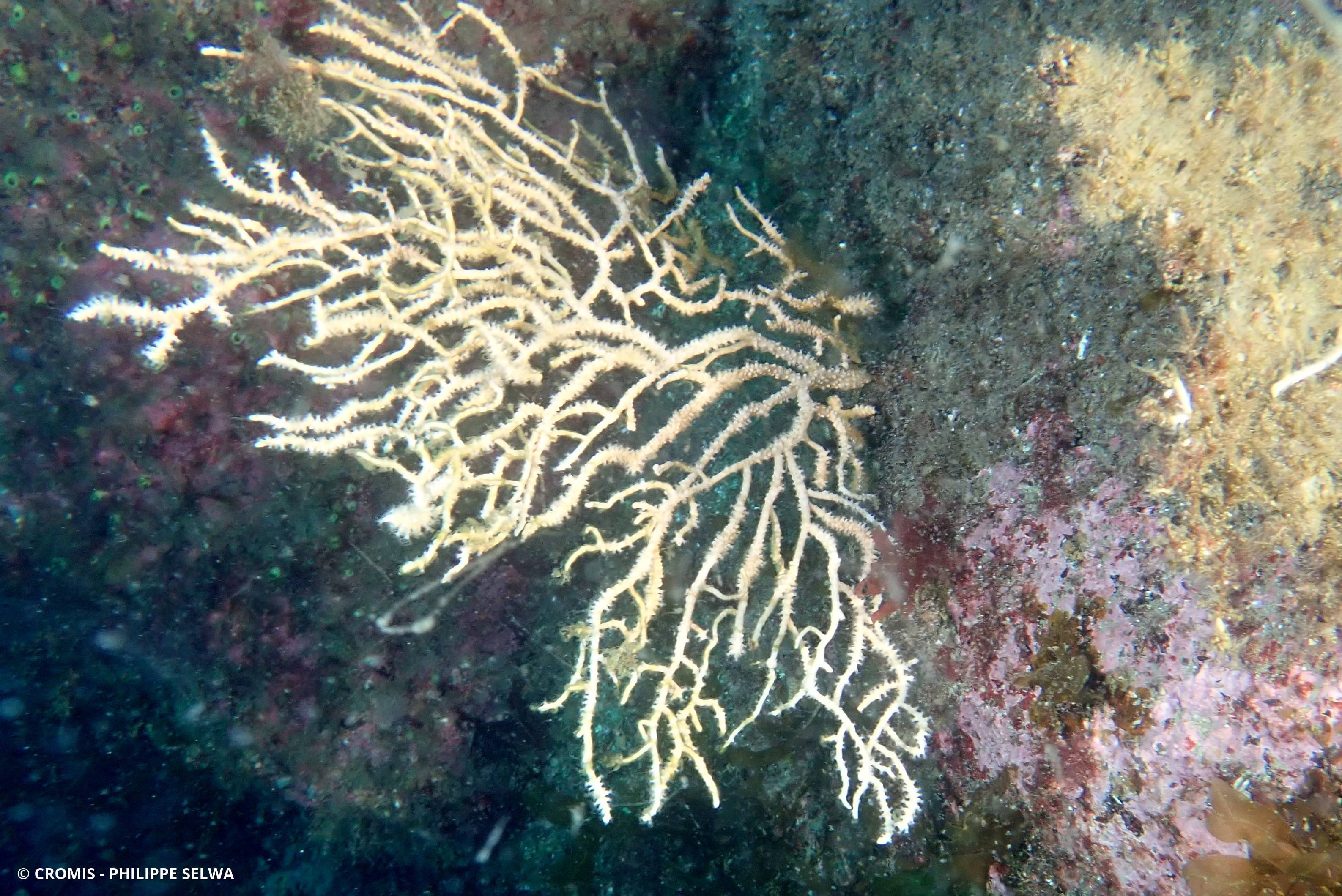 Gorgone verruqueuse