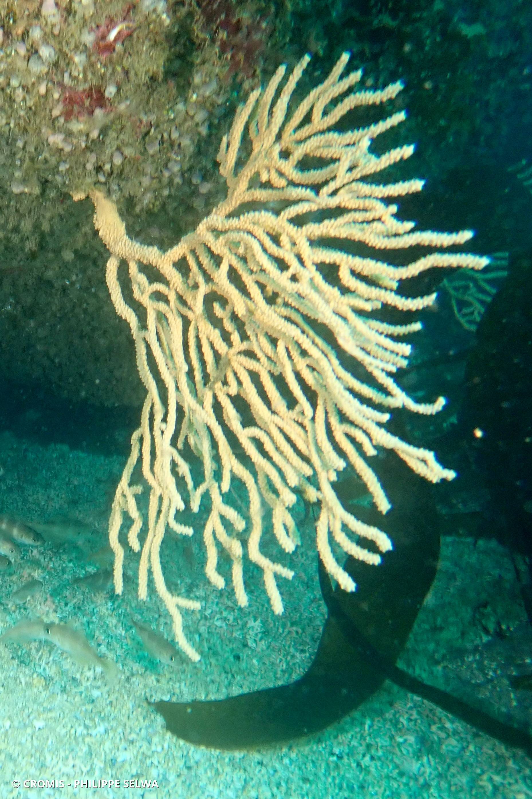 Gorgone verruqueuse