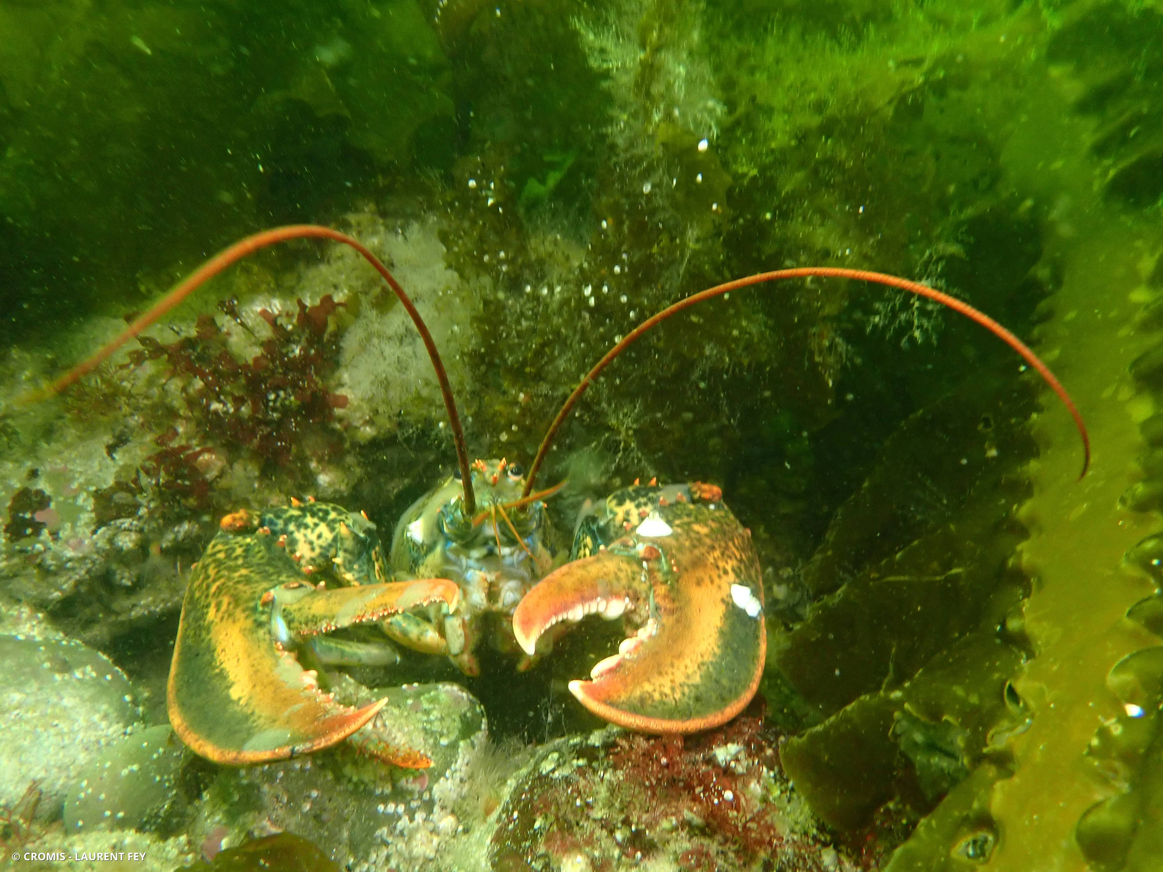 Homard américain