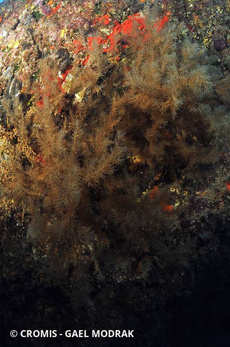 Corail noir de Méditerranée