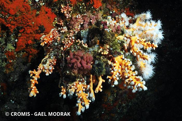 Corail arborescent orange