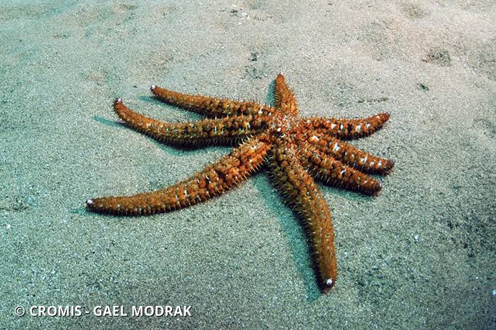 Etoile de mer épineuse