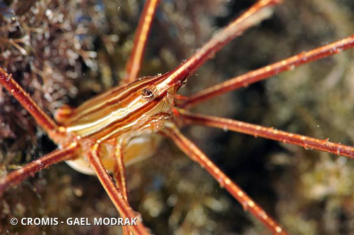 Crabe flêche macaronésien