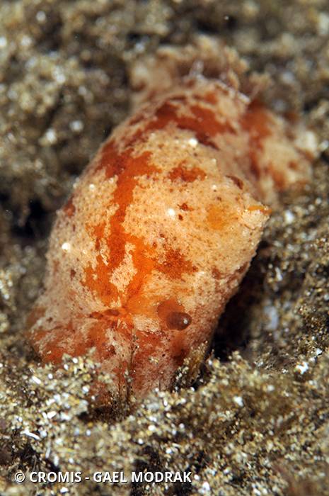 Carminodoris de Bouchet