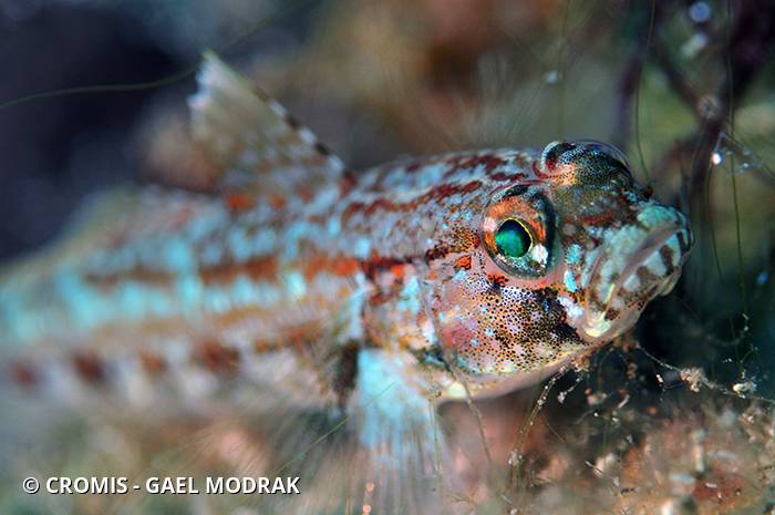 Gobie de Steven