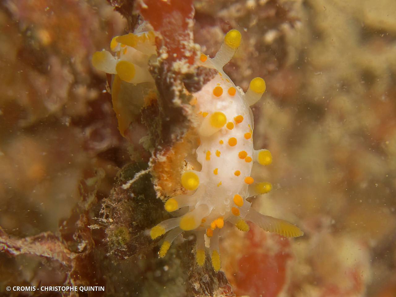 Limacia clavigère