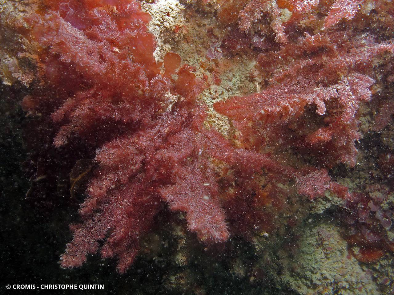 Hétérosiphonia plumeuse