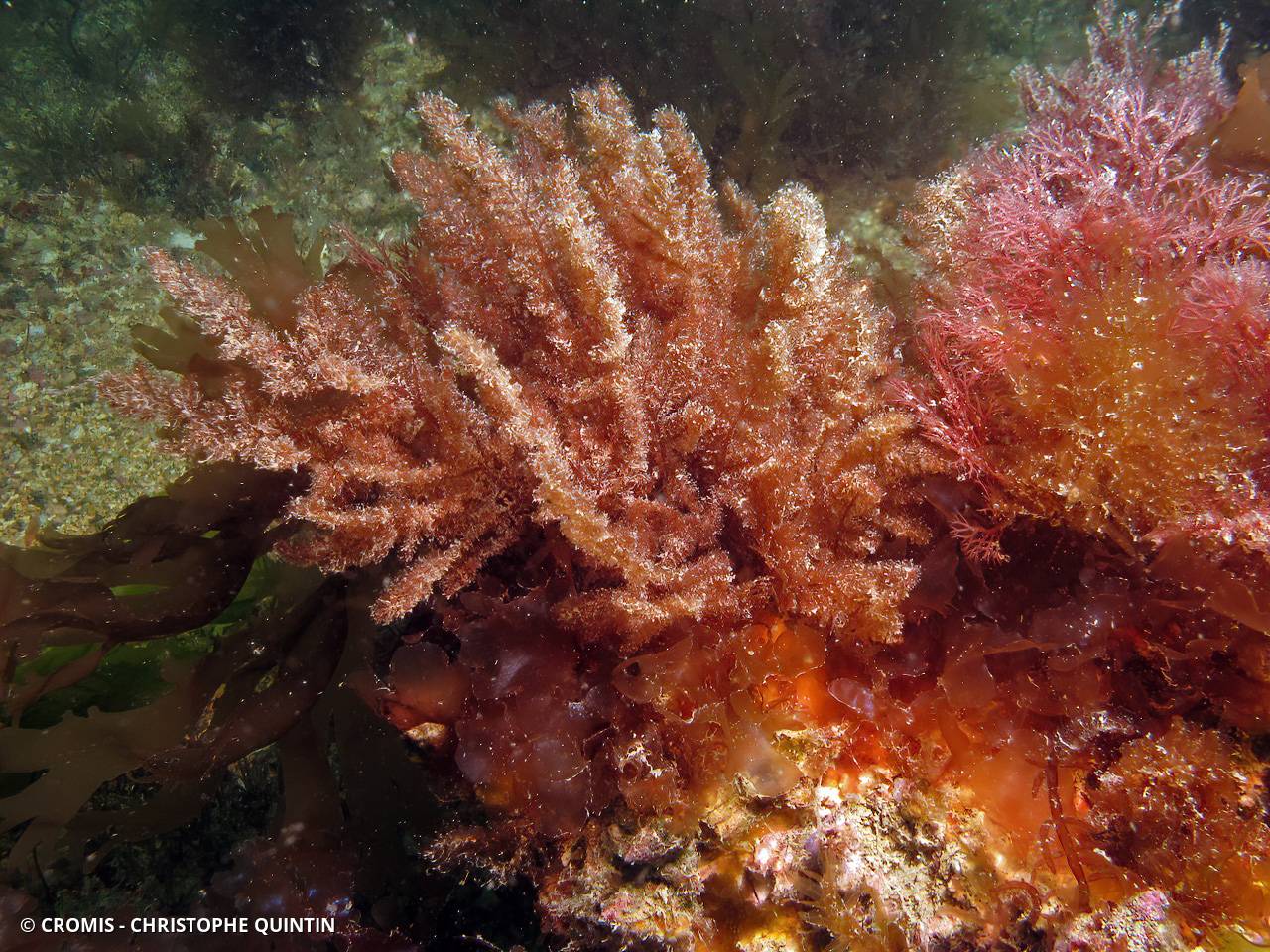 Hétérosiphonia plumeuse